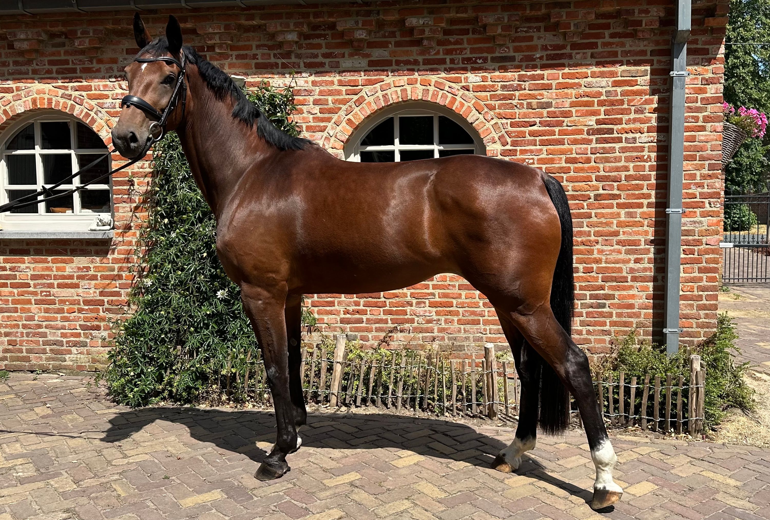 Gemakkelijk te rijden springpaard 5 jarige (Eldorado x Verdi)
