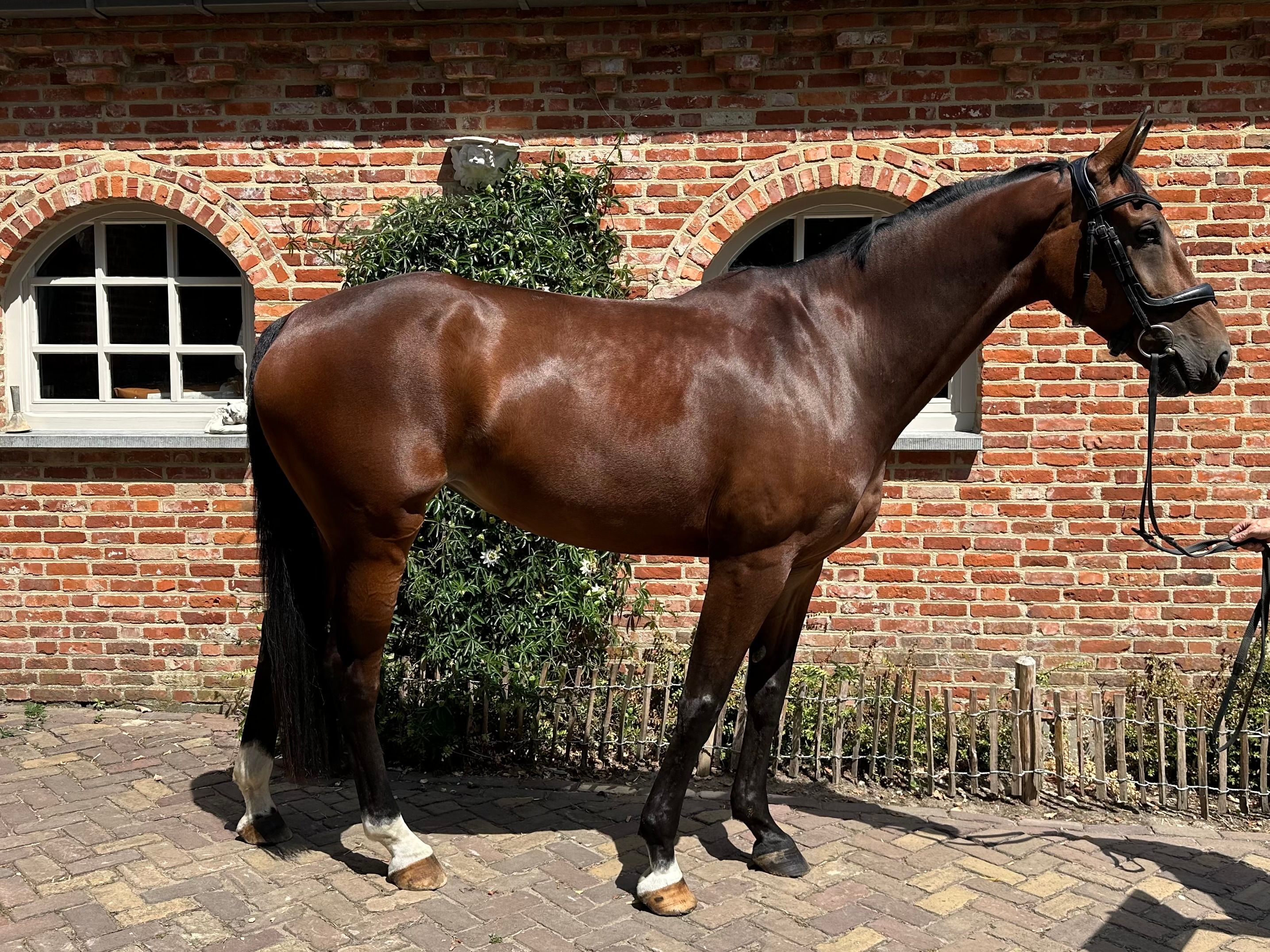 kwpn springpaard merrie 5 jaar bruin te koop - Foto 3