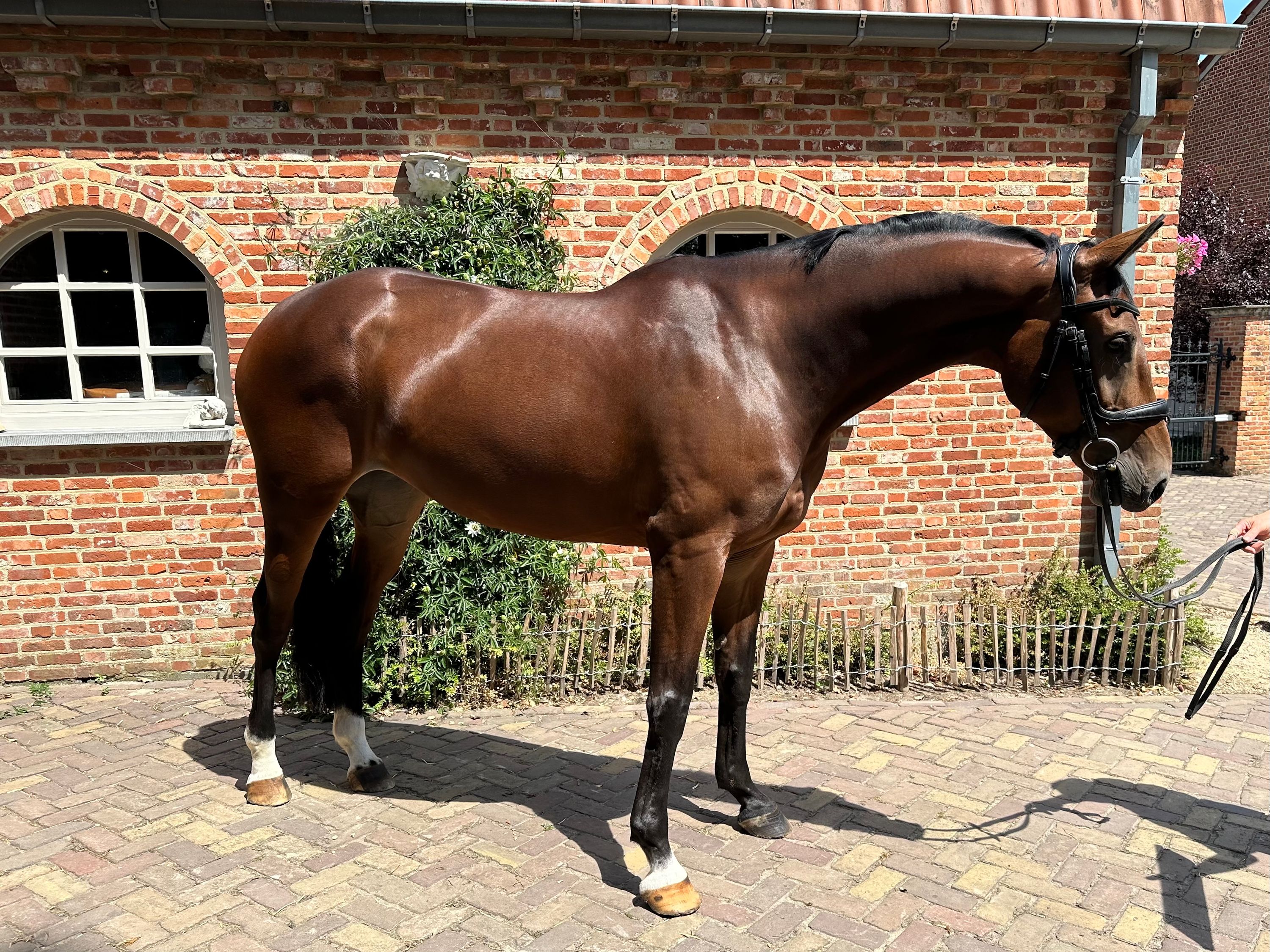 kwpn springpaard merrie 5 jaar bruin te koop - Foto 5