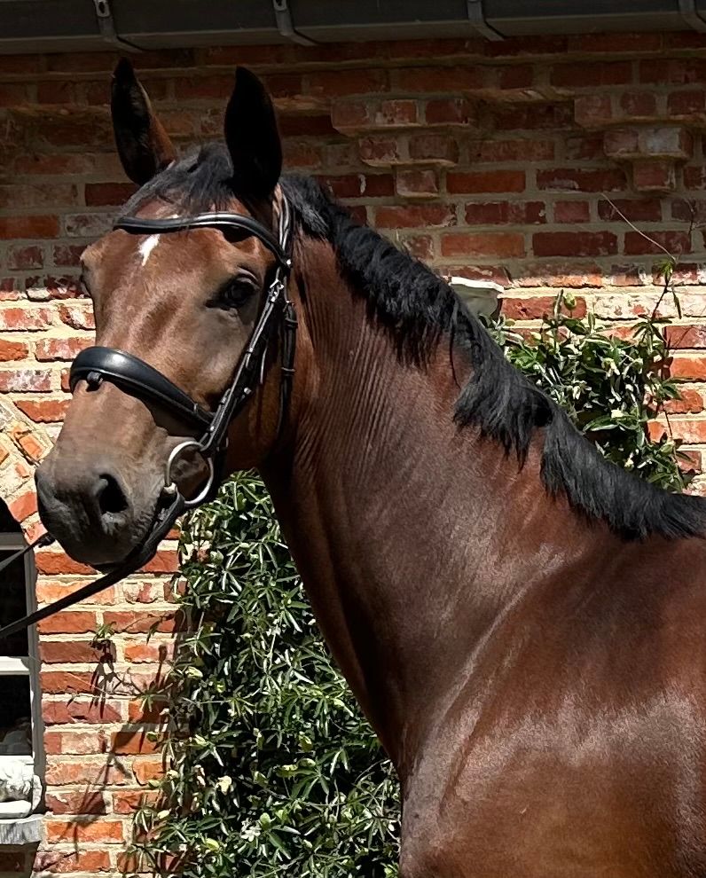 kwpn springpaard merrie 5 jaar bruin te koop - Foto 2