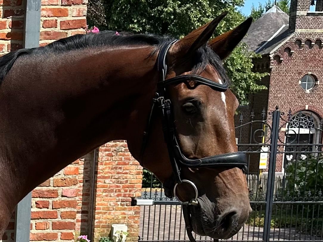 kwpn springpaard merrie 5 jaar bruin te koop - Foto 6