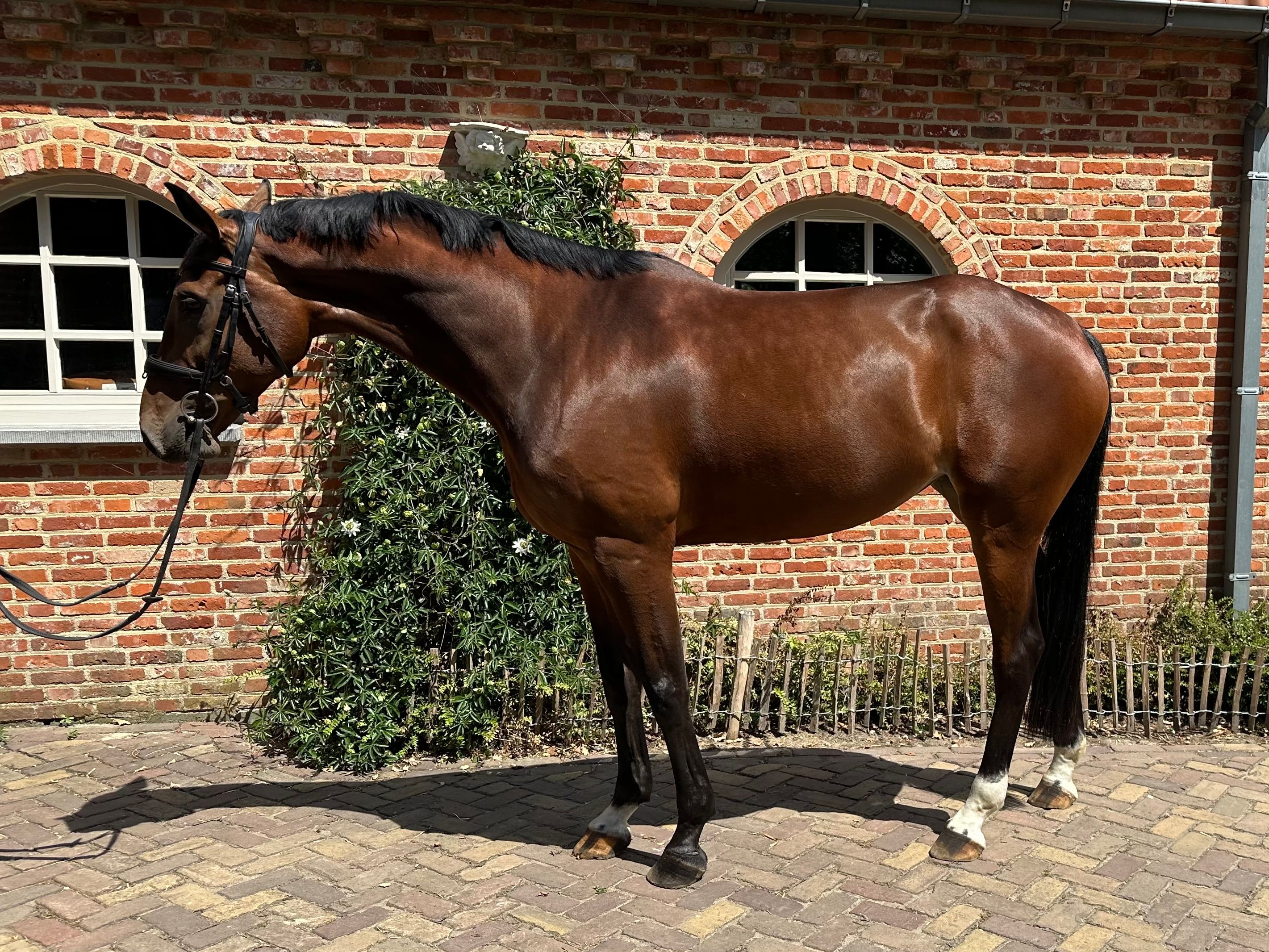kwpn springpaard merrie 5 jaar bruin te koop - Foto 4