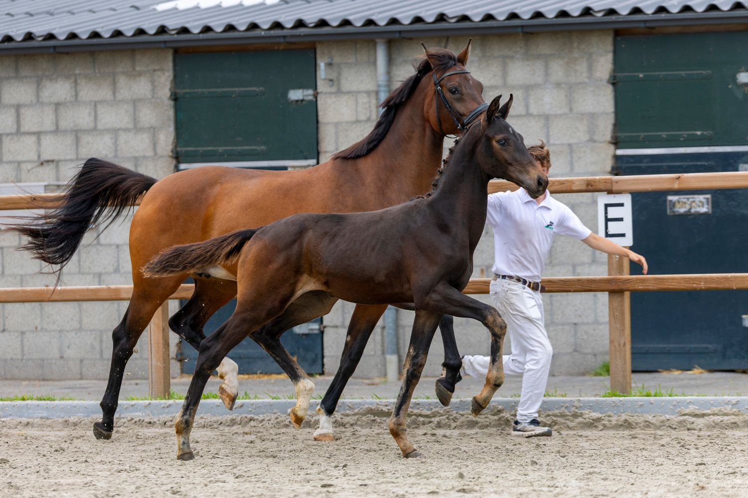 kwpn dressuurpaard merrie 0 jaar donkerbruin te koop - Foto 4