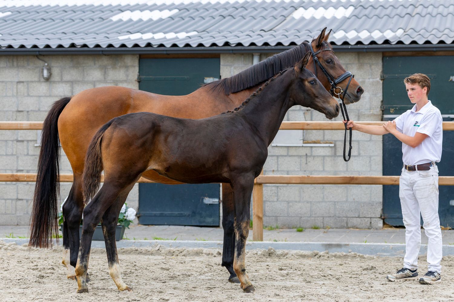 kwpn dressuurpaard merrie 0 jaar donkerbruin te koop - Foto 2