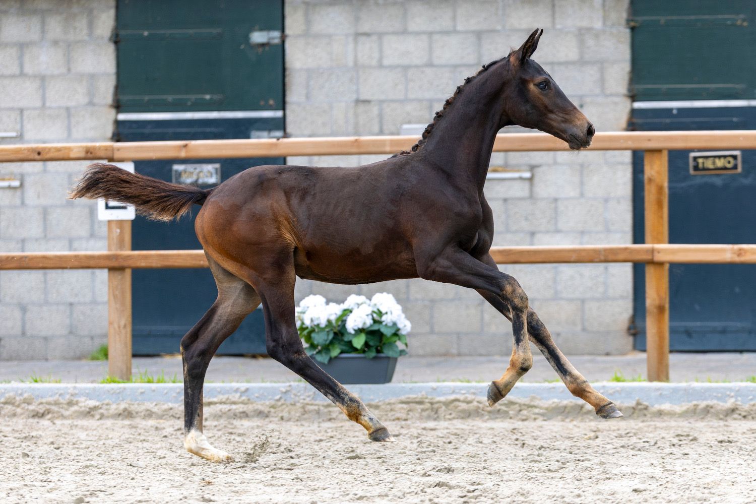 kwpn dressuurpaard merrie 0 jaar donkerbruin te koop - Foto 3