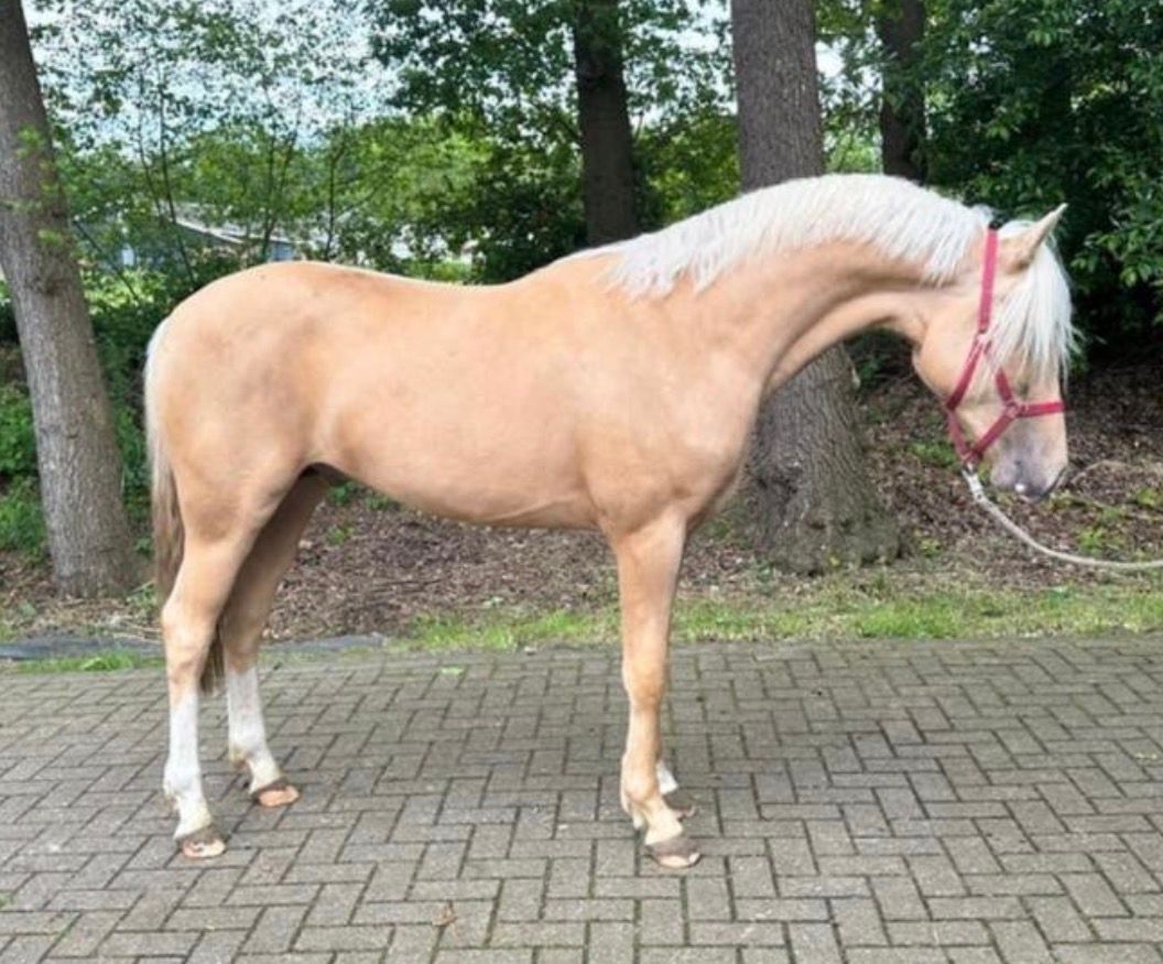 2,5-jähriger Hengst D-Pony Hingucker