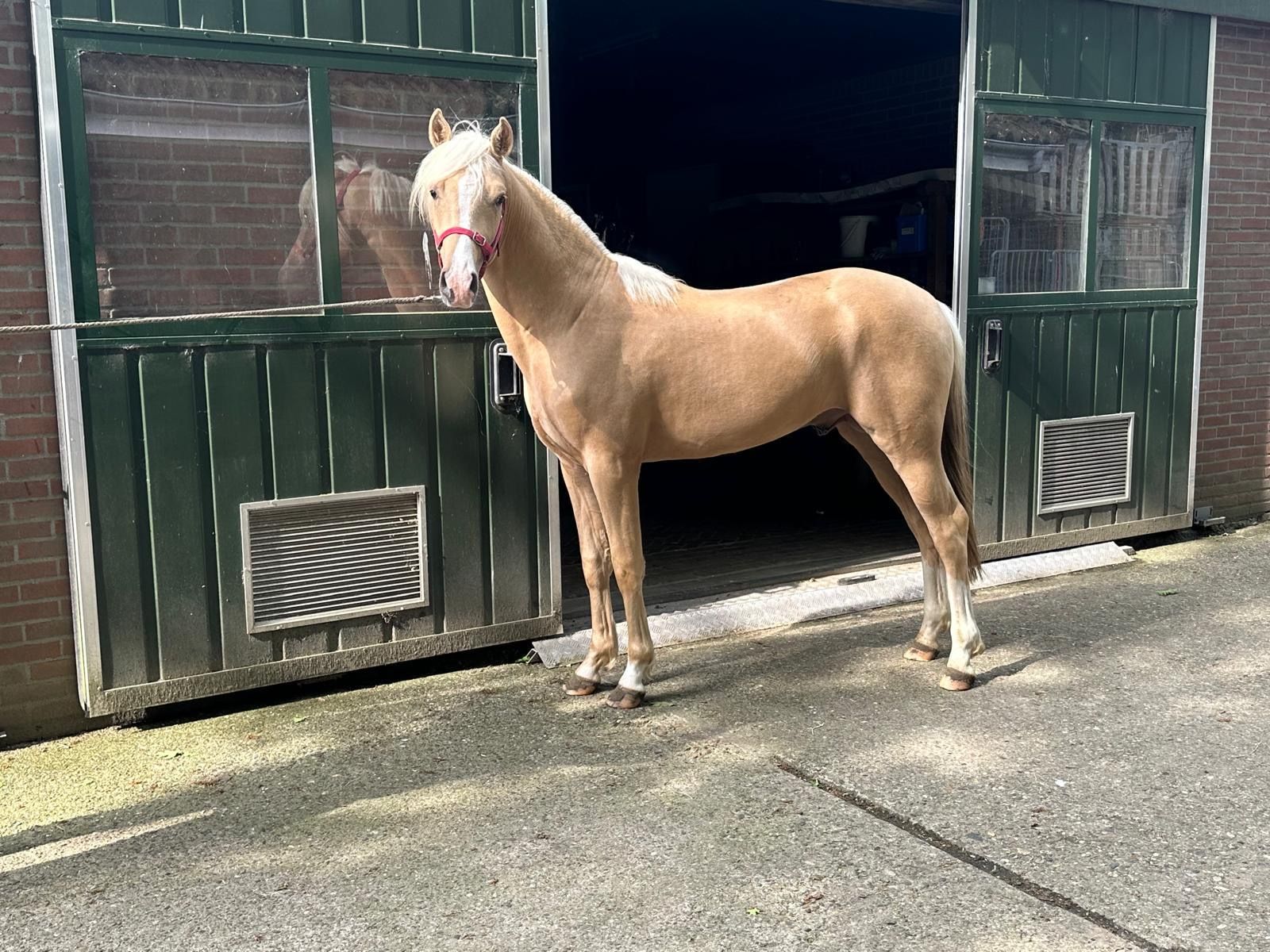 nrps allround-pony hengst 2 Jahre alt palomino zu verkaufen - Foto 2