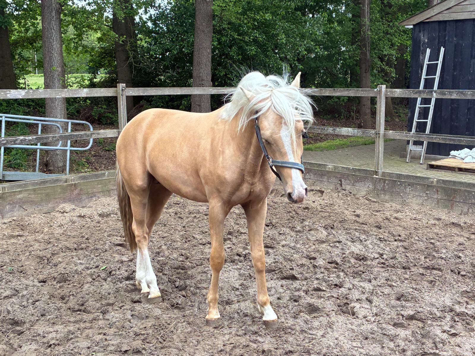 nrps allround-pony hengst 2 Jahre alt palomino zu verkaufen - Foto 3