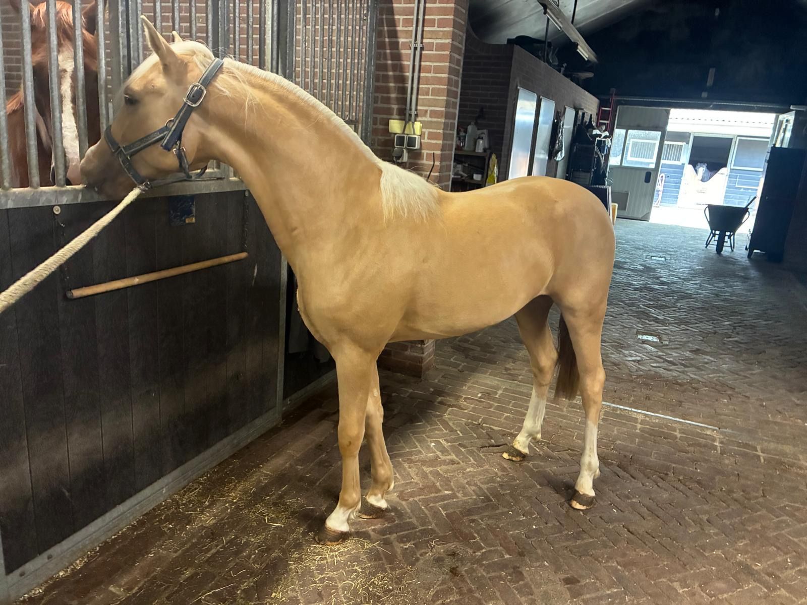 nrps allround-pony hengst 2 Jahre alt palomino zu verkaufen - Foto 5