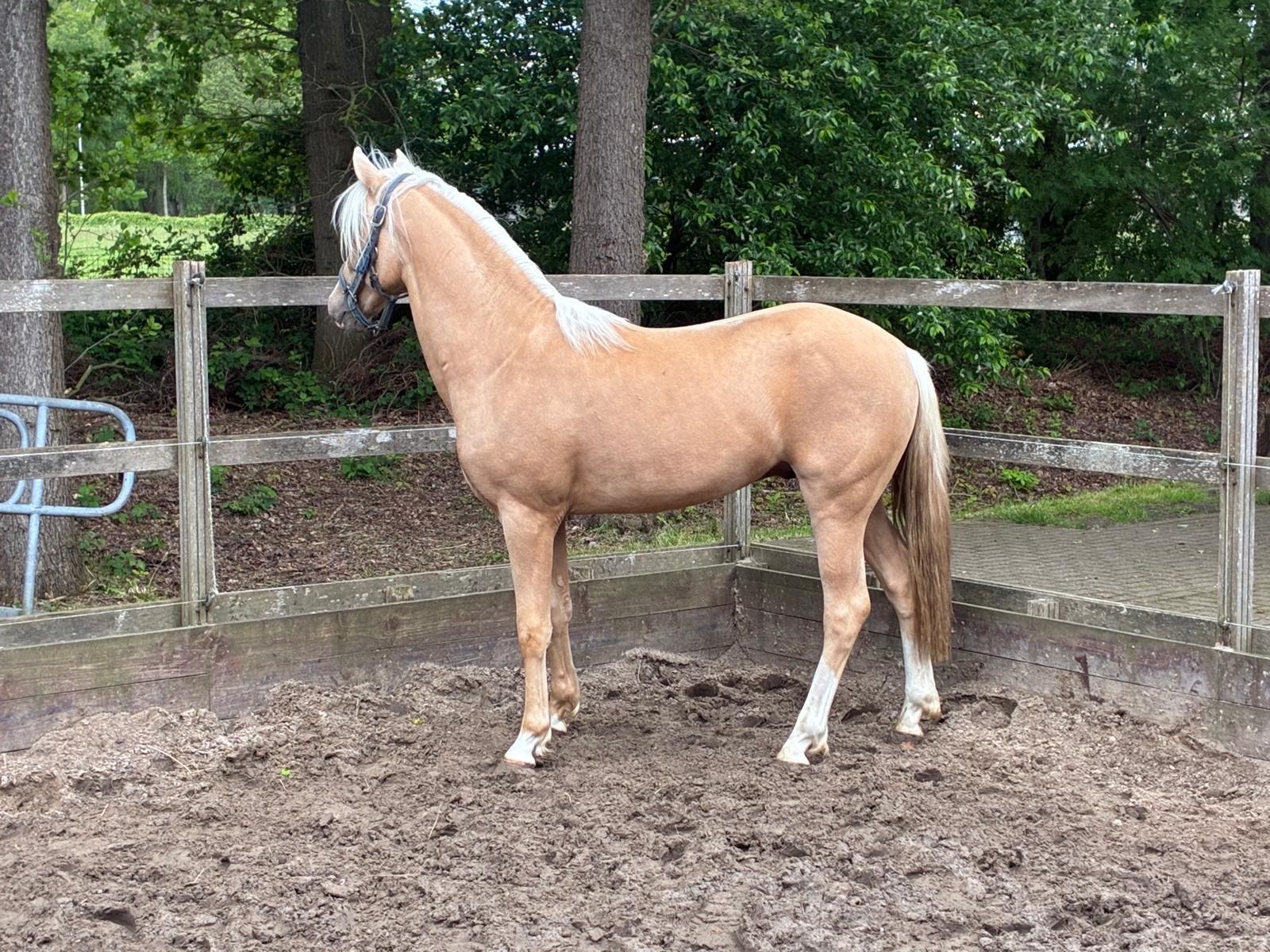 nrps allround-pony hengst 2 Jahre alt palomino zu verkaufen - Foto 4