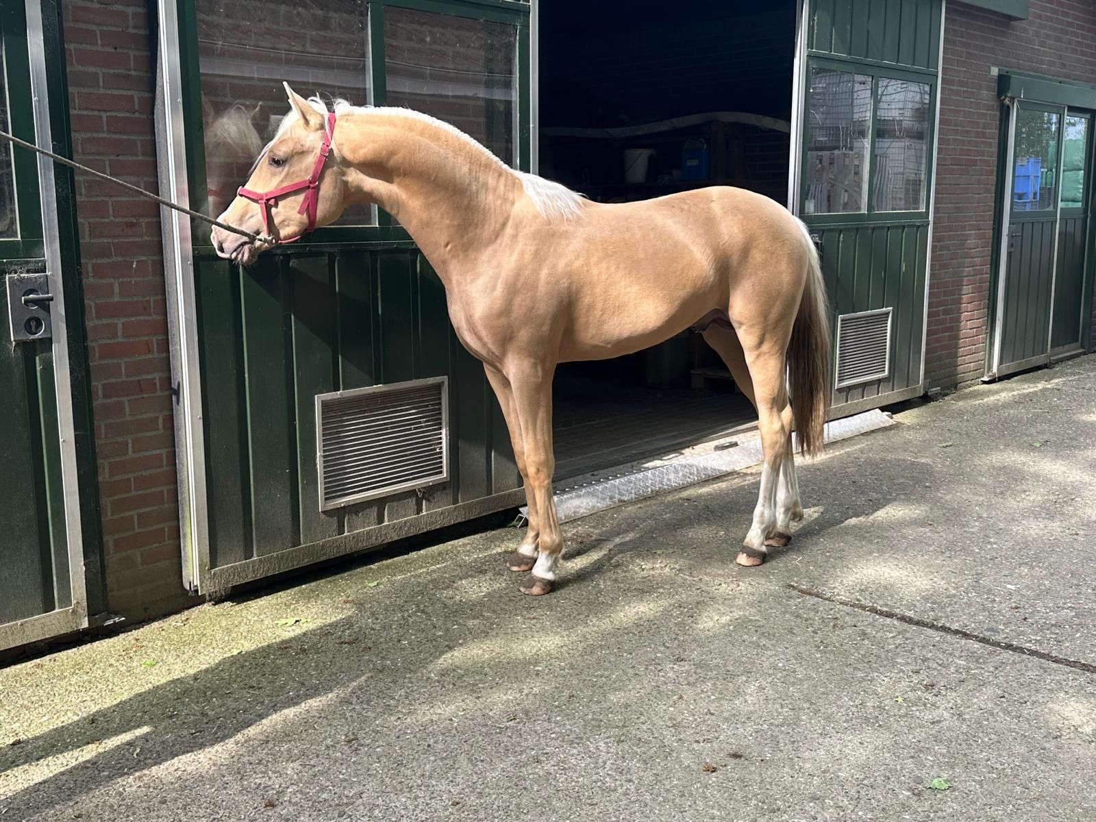 nrps allround-pony hengst 2 Jahre alt palomino zu verkaufen - Foto 6