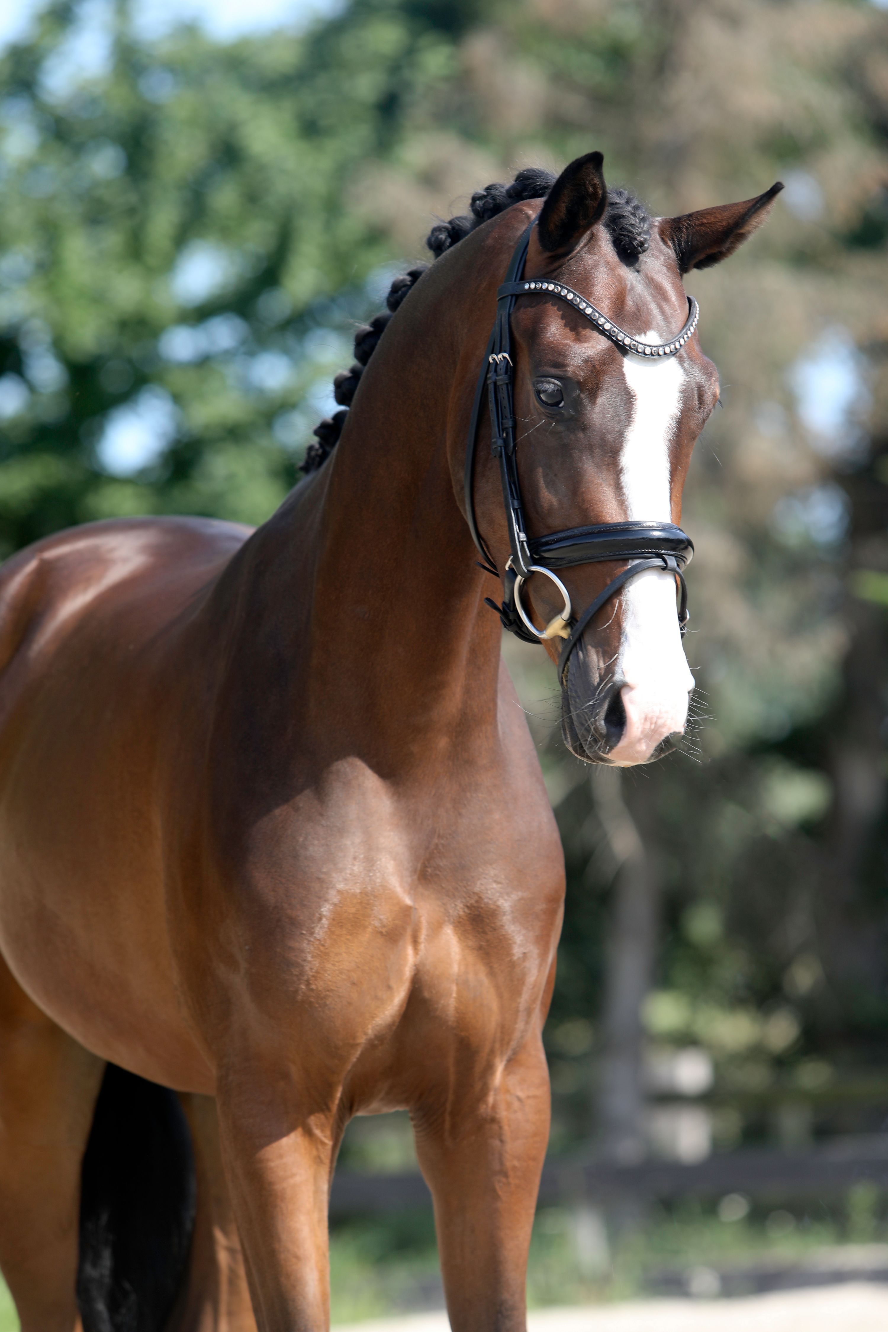 Talentierter 3-jähriger Wallach Titanium (Desperado x Florencio) zu verkaufen
