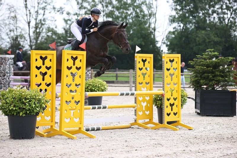 8-jährige Stute Sportpferd