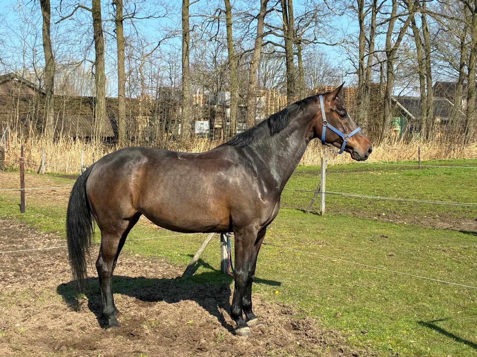 kwpn springpaard merrie 8 Jahre alt bruin zu verkaufen - Foto 2