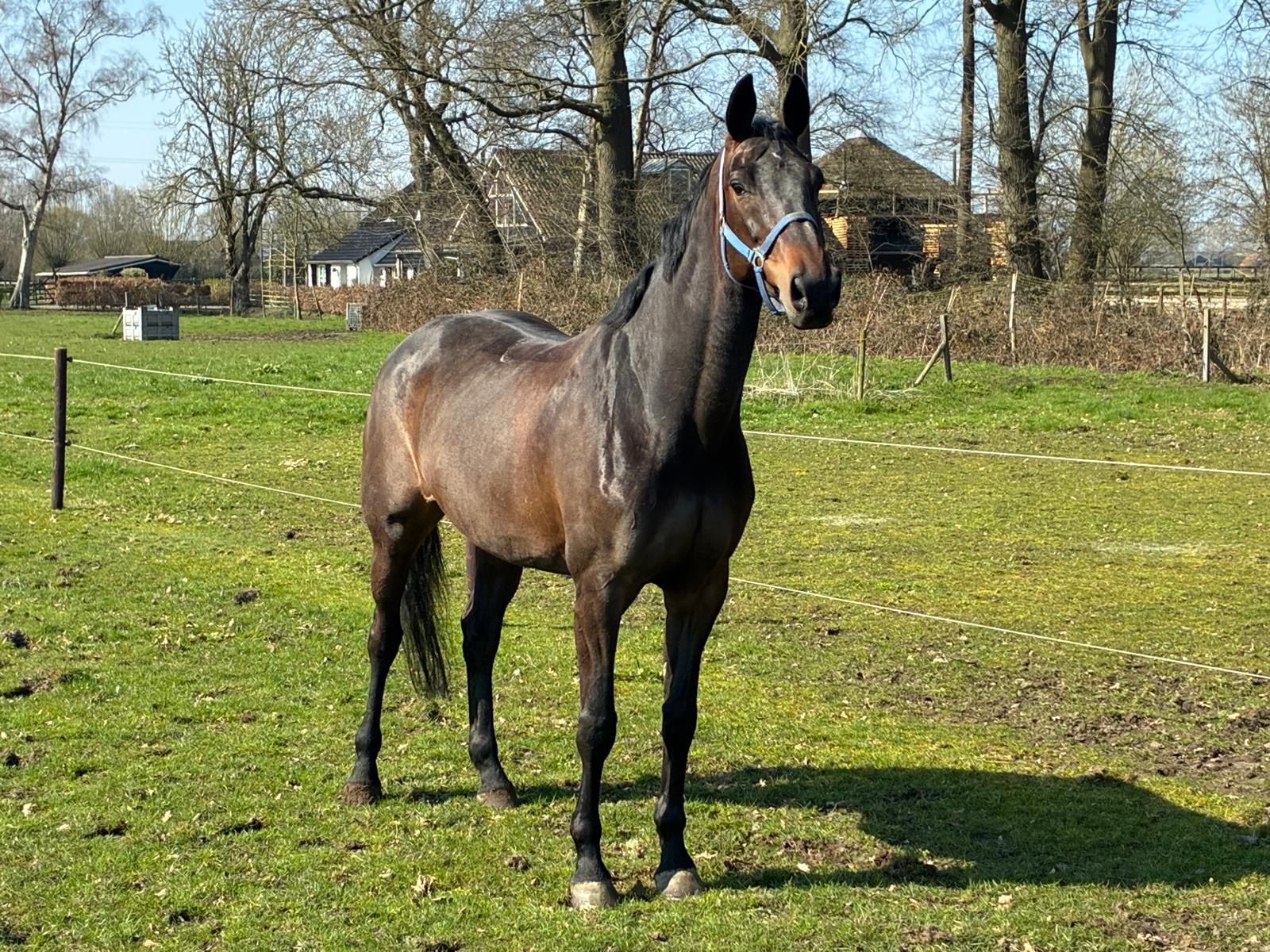 kwpn springpaard merrie 8 Jahre alt bruin zu verkaufen - Foto 3