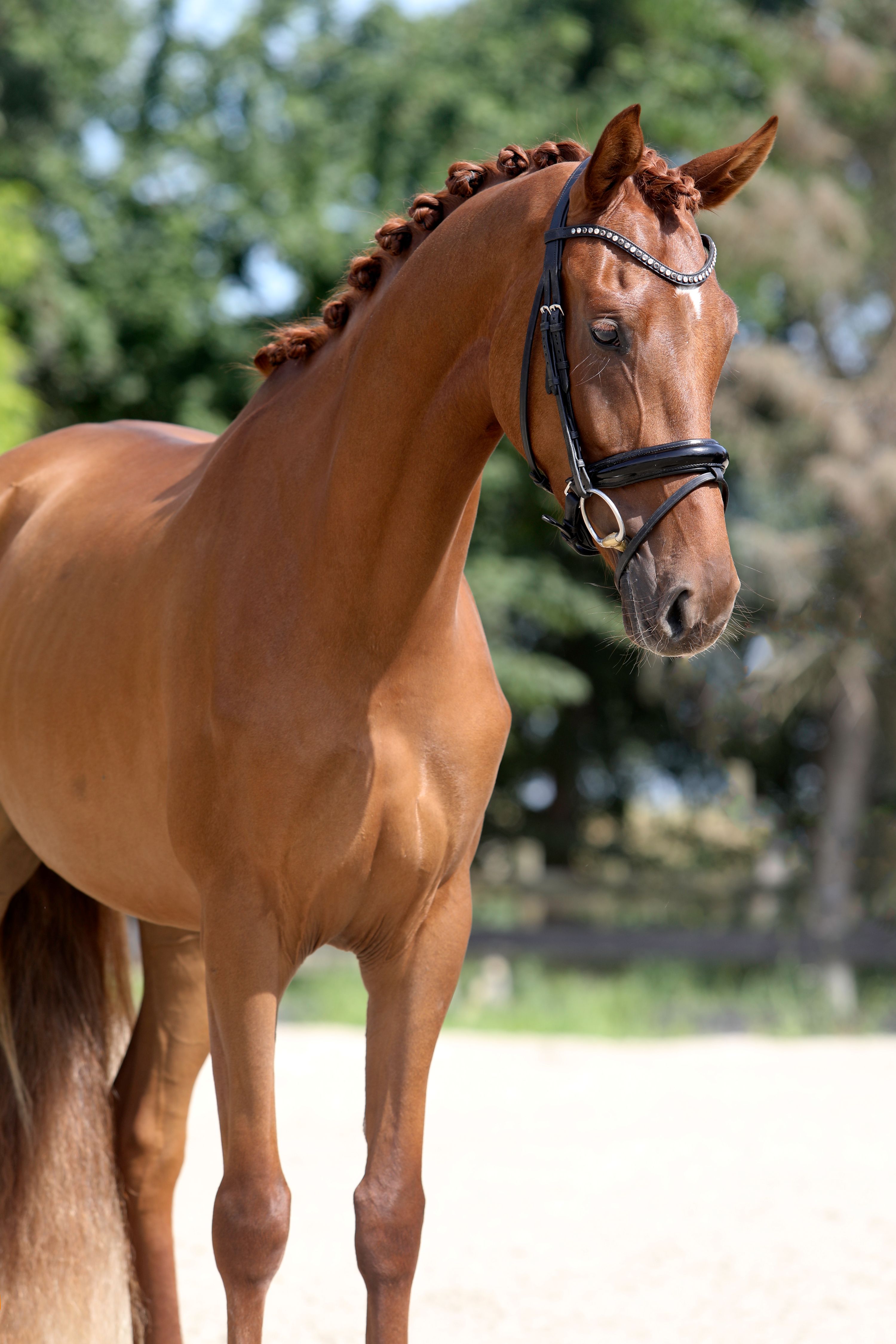 kwpn dressuurpaard merrie 3 Jahre alt vos zu verkaufen - Foto 2