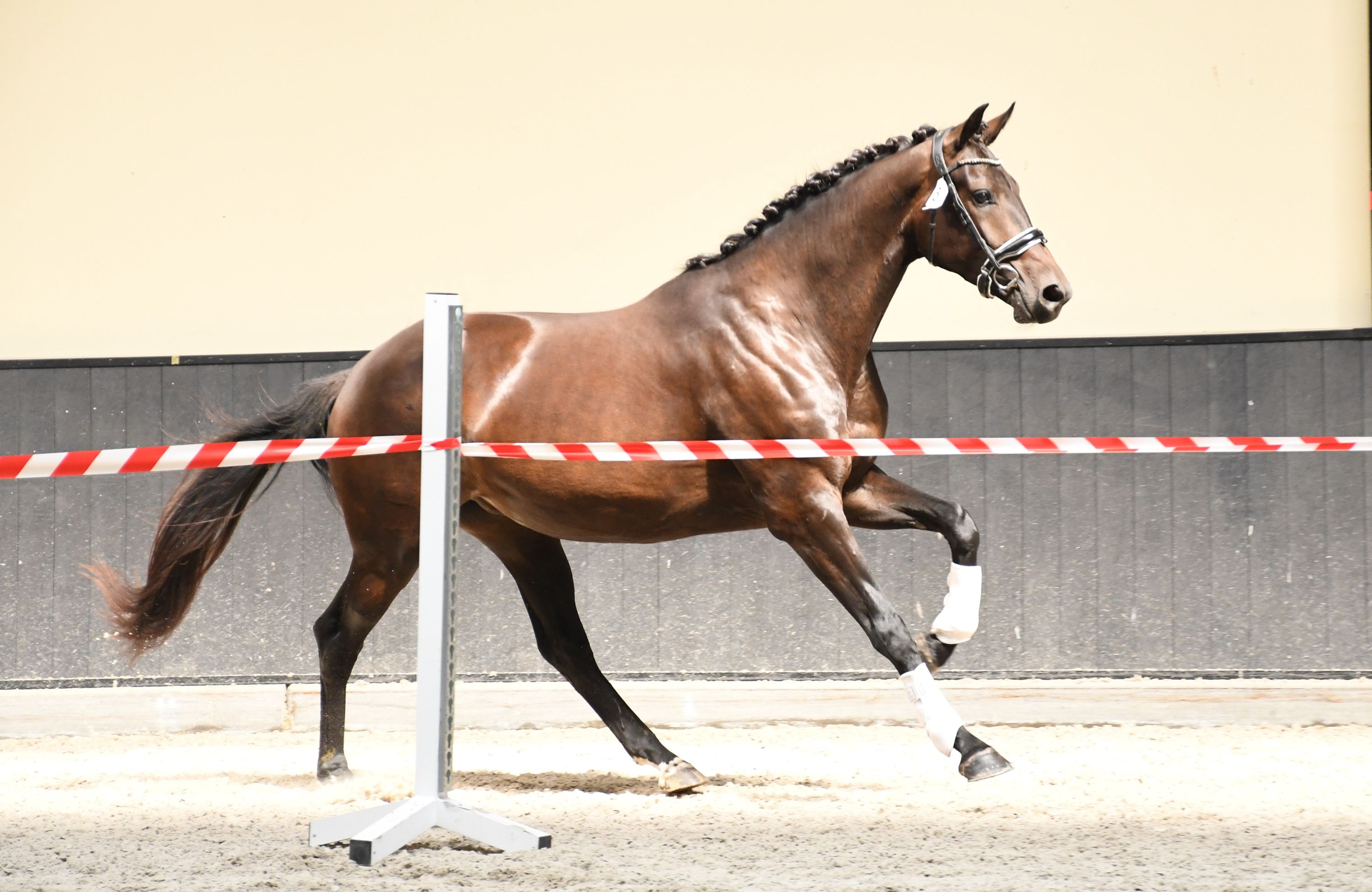 kwpn dressuurpaard merrie 3 岁 donkerbruin 出售 - 照片 2