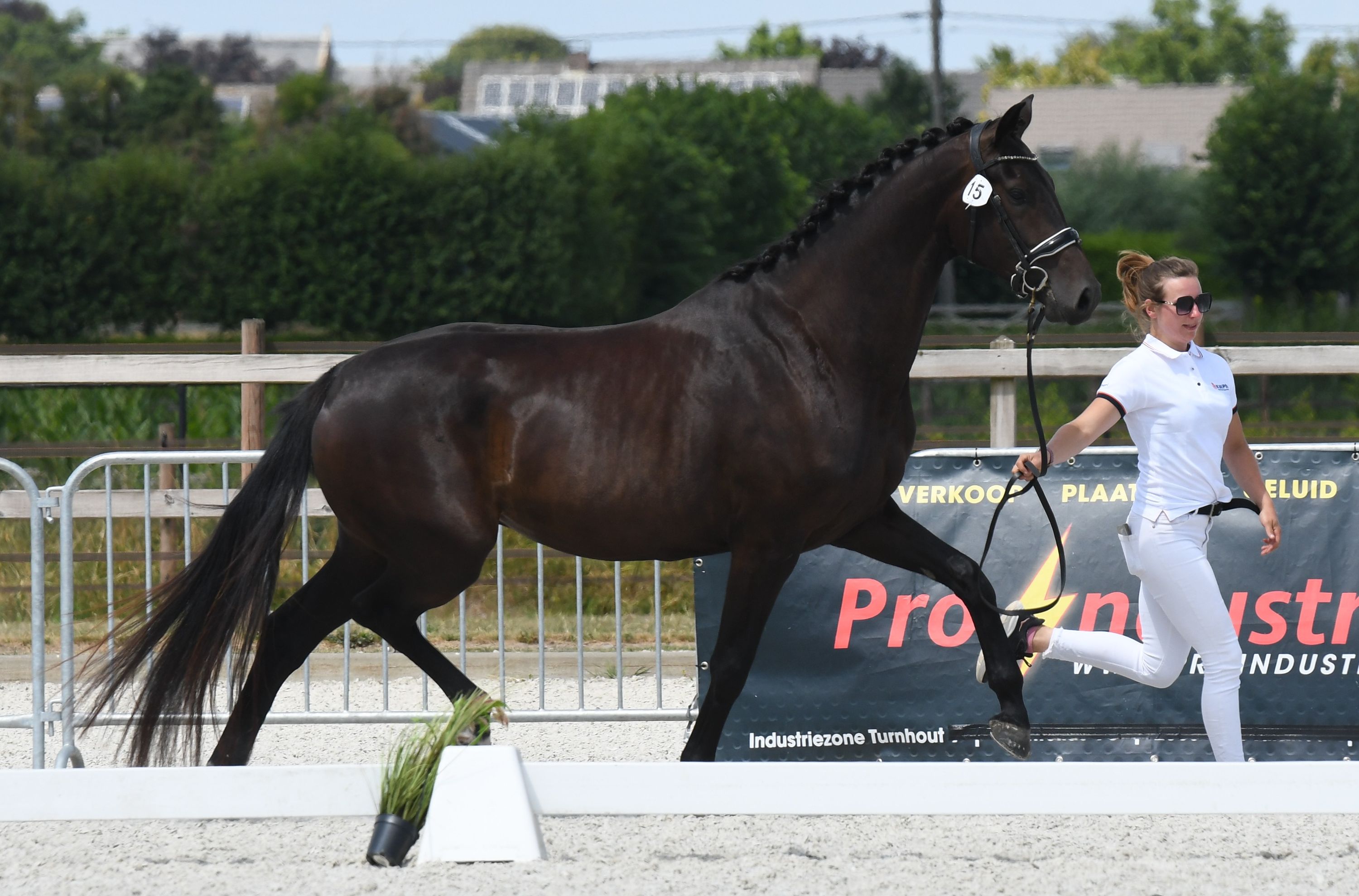 kwpn dressuurpaard merrie 3 岁 donkerbruin 出售 - 照片 5