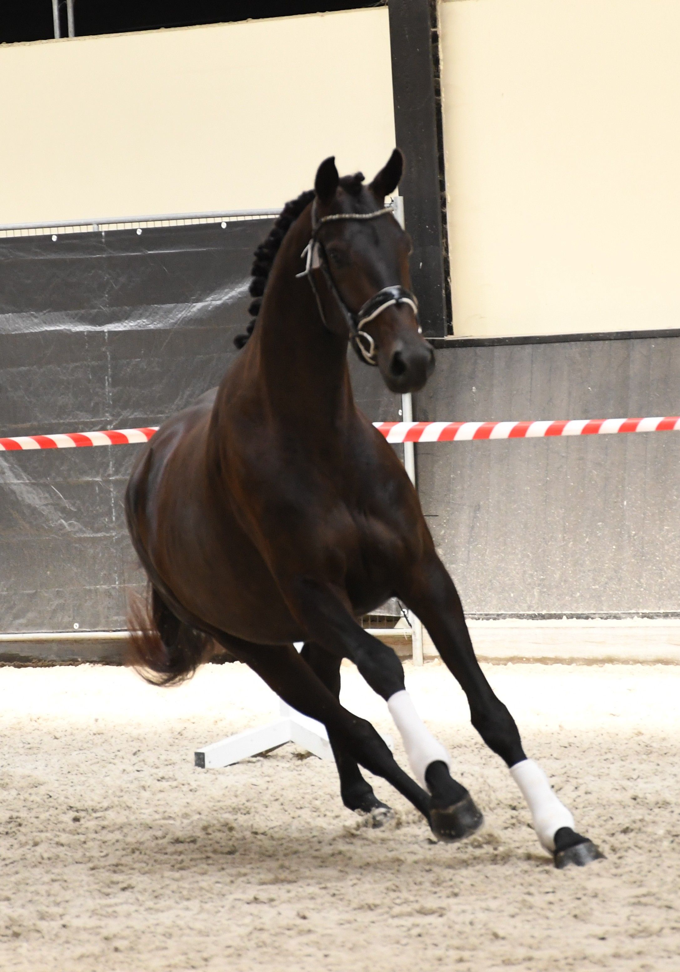 kwpn dressuurpaard merrie 3 岁 donkerbruin 出售 - 照片 4