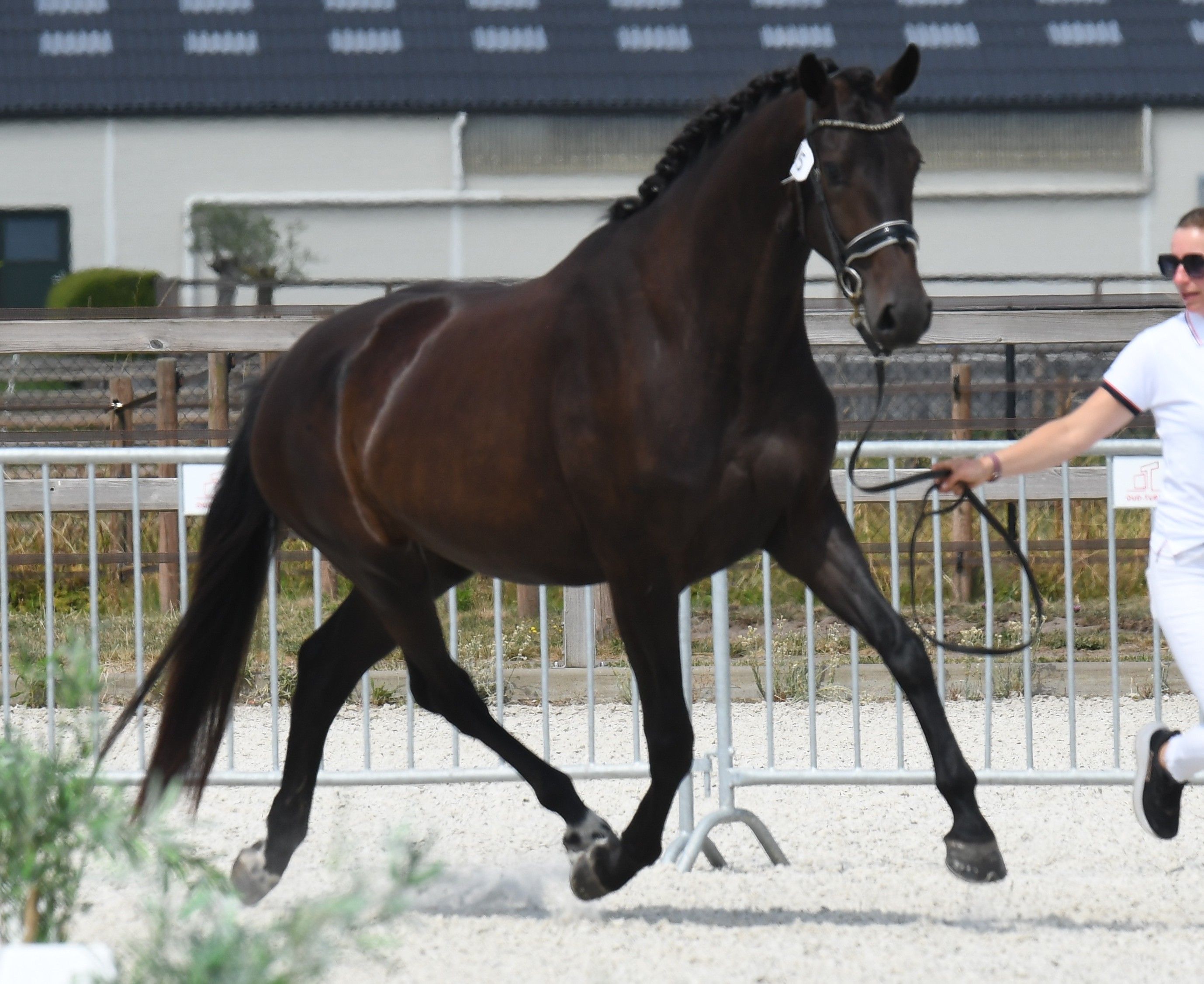kwpn dressuurpaard merrie 3 岁 donkerbruin 出售 - 照片 6