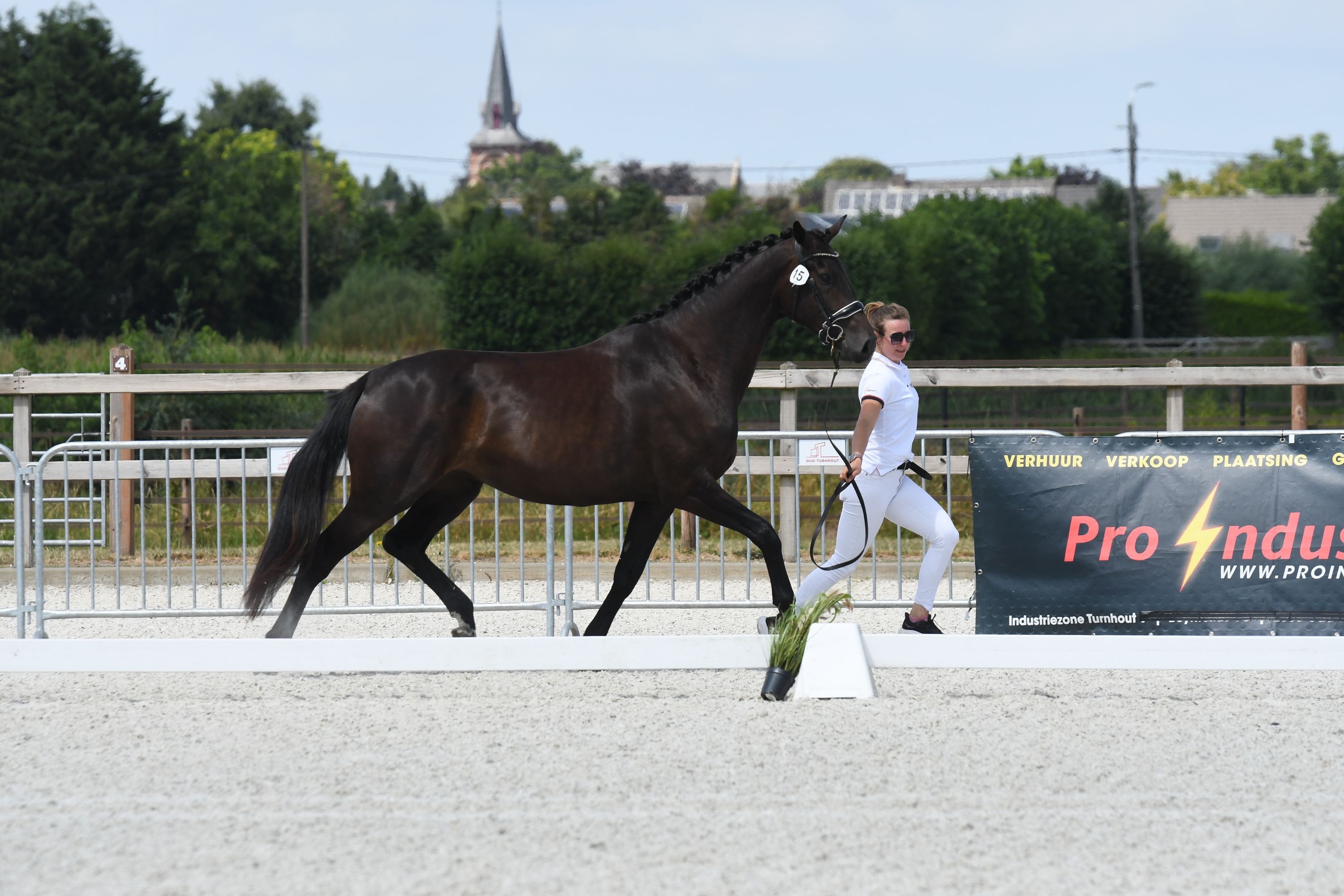 kwpn dressuurpaard merrie 3 岁 donkerbruin 出售 - 照片 3