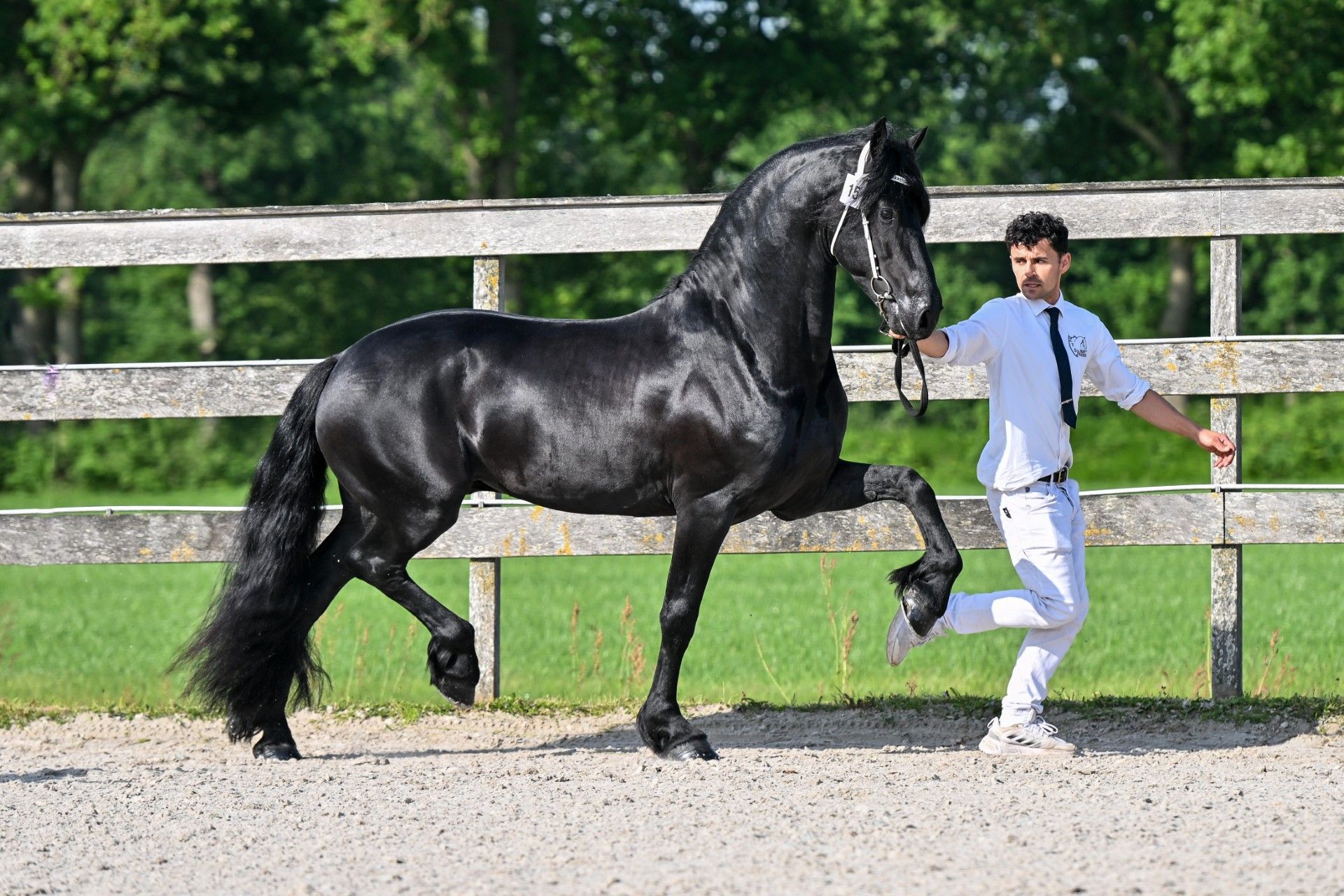 dressuurpaard hengst 5 år zwart till salu - Foto 2