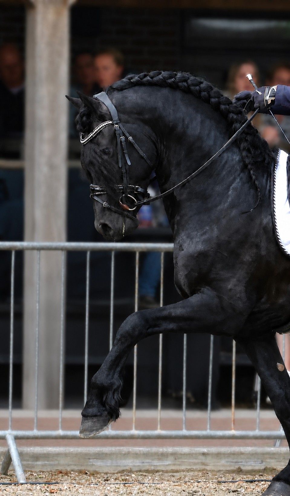 dressuurpaard hengst 5 år zwart till salu - Foto 3