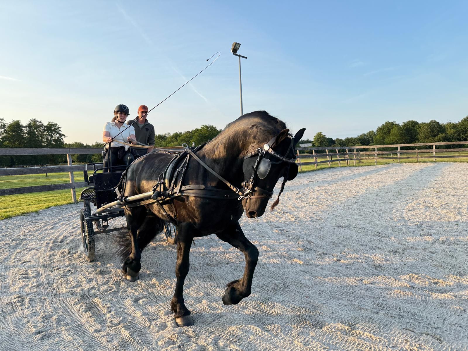 dressuurpaard hengst 5 år zwart till salu - Foto 4