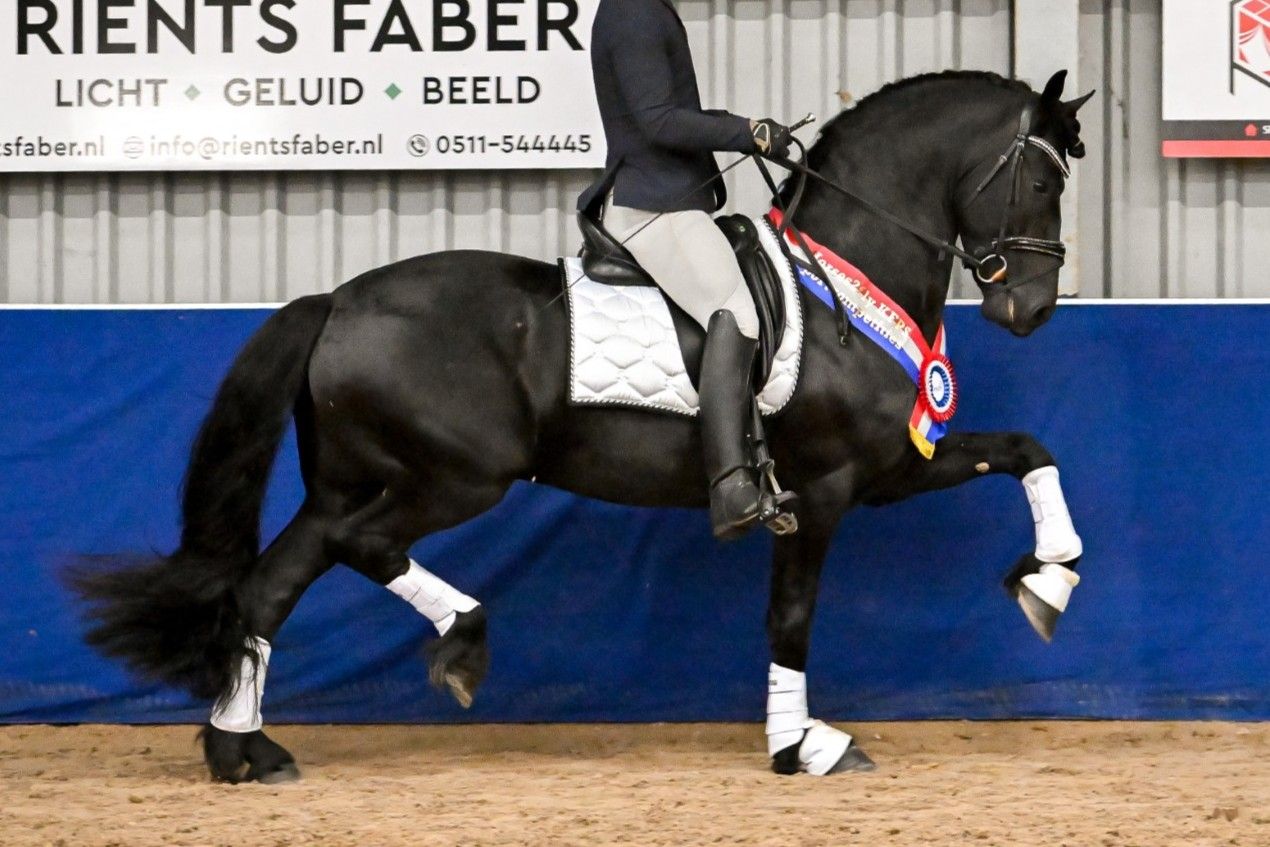 dressuurpaard hengst 5 år zwart till salu - Foto 5