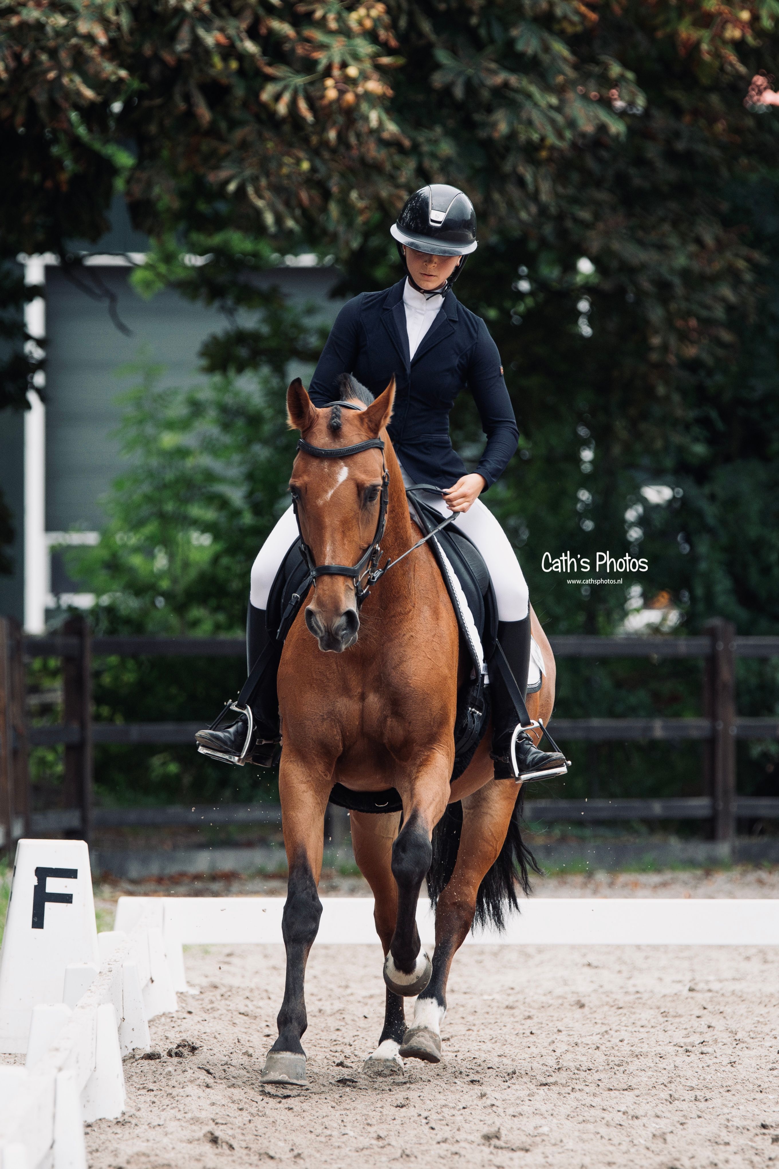kwpn springpaard merrie 17 anos bruin à venda - Foto 6