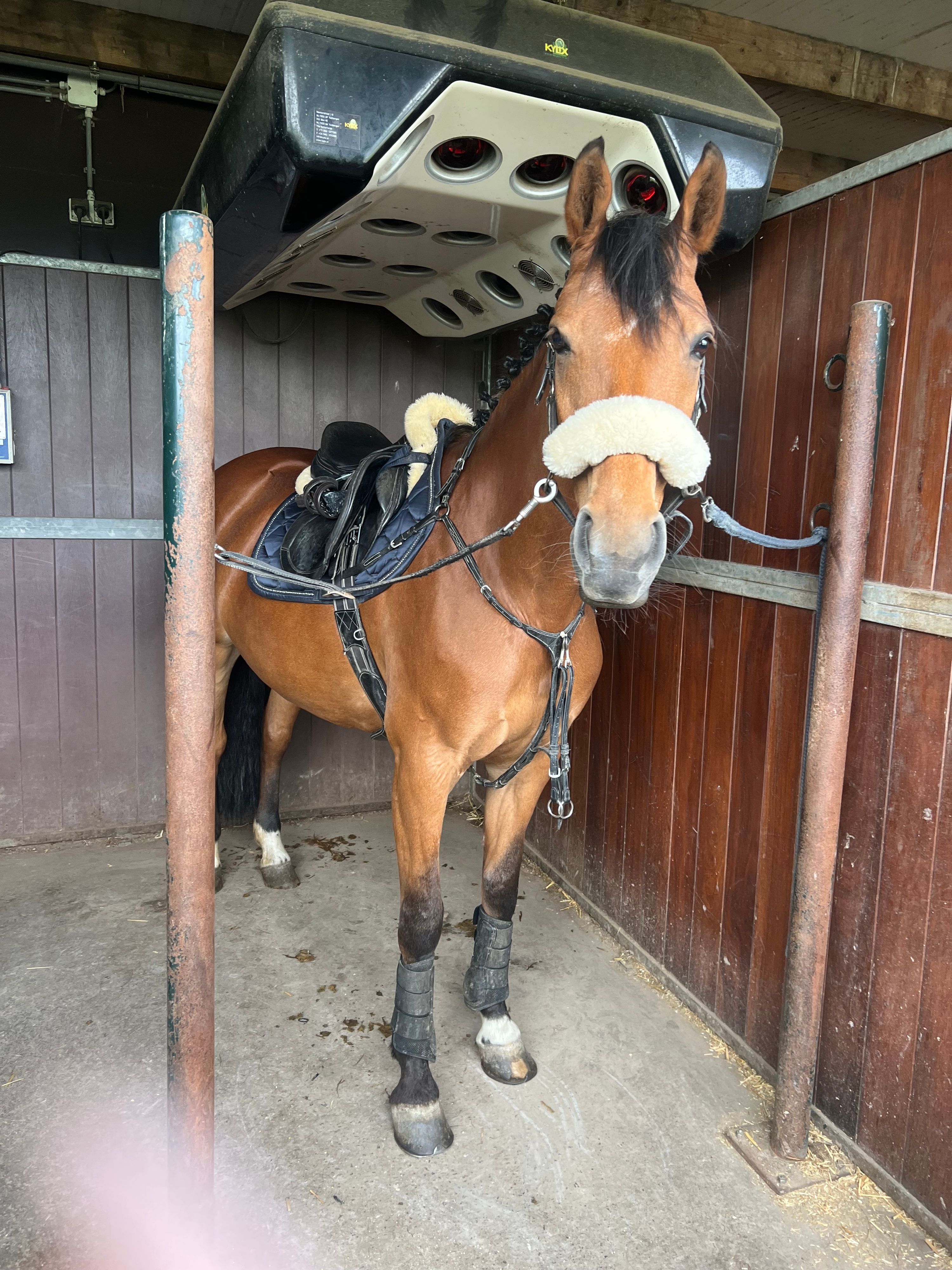 kwpn springpaard merrie 17 anos bruin à venda - Foto 4
