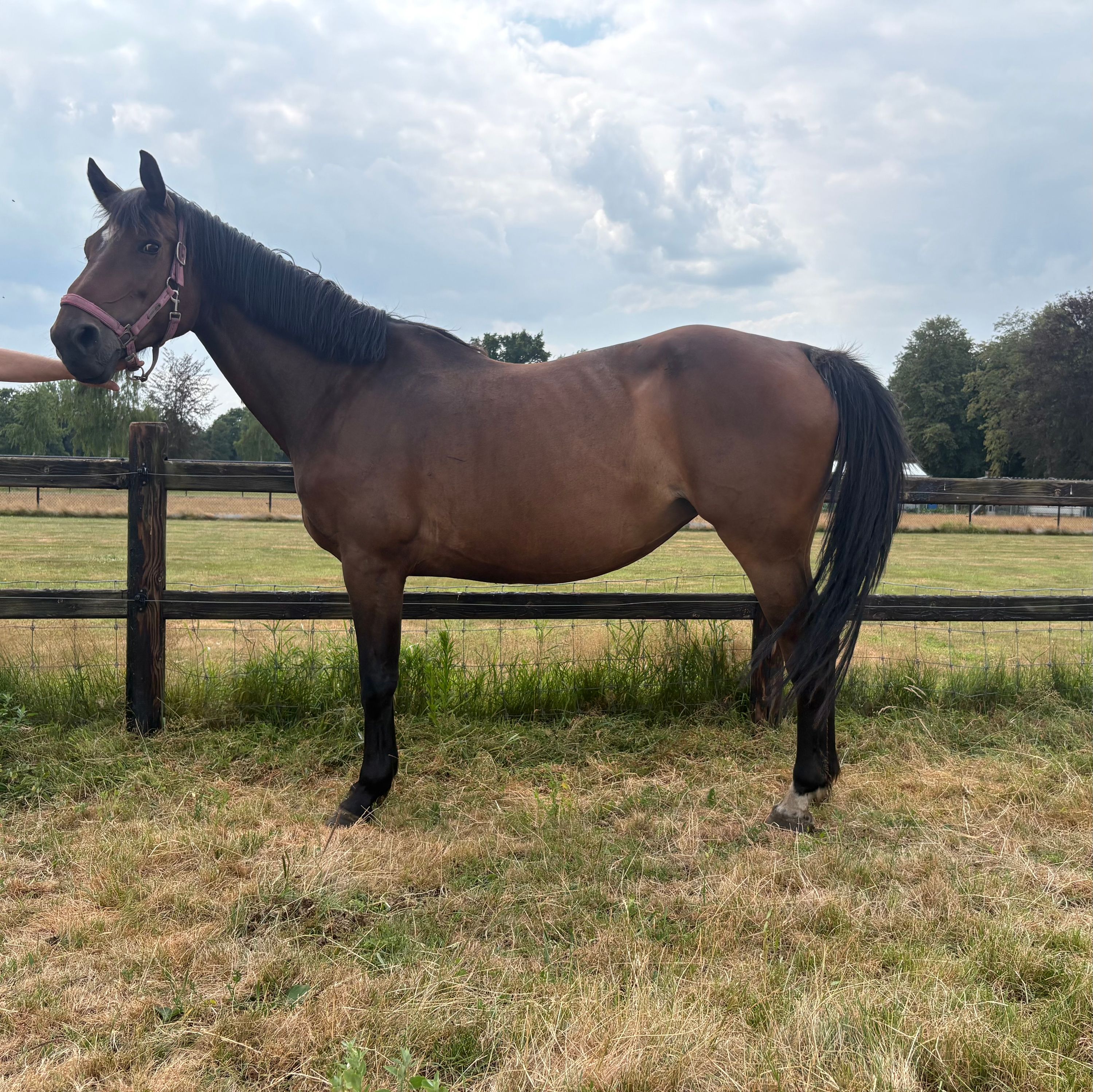 Vagrant z x libero h x ramiro z avelssto till salu