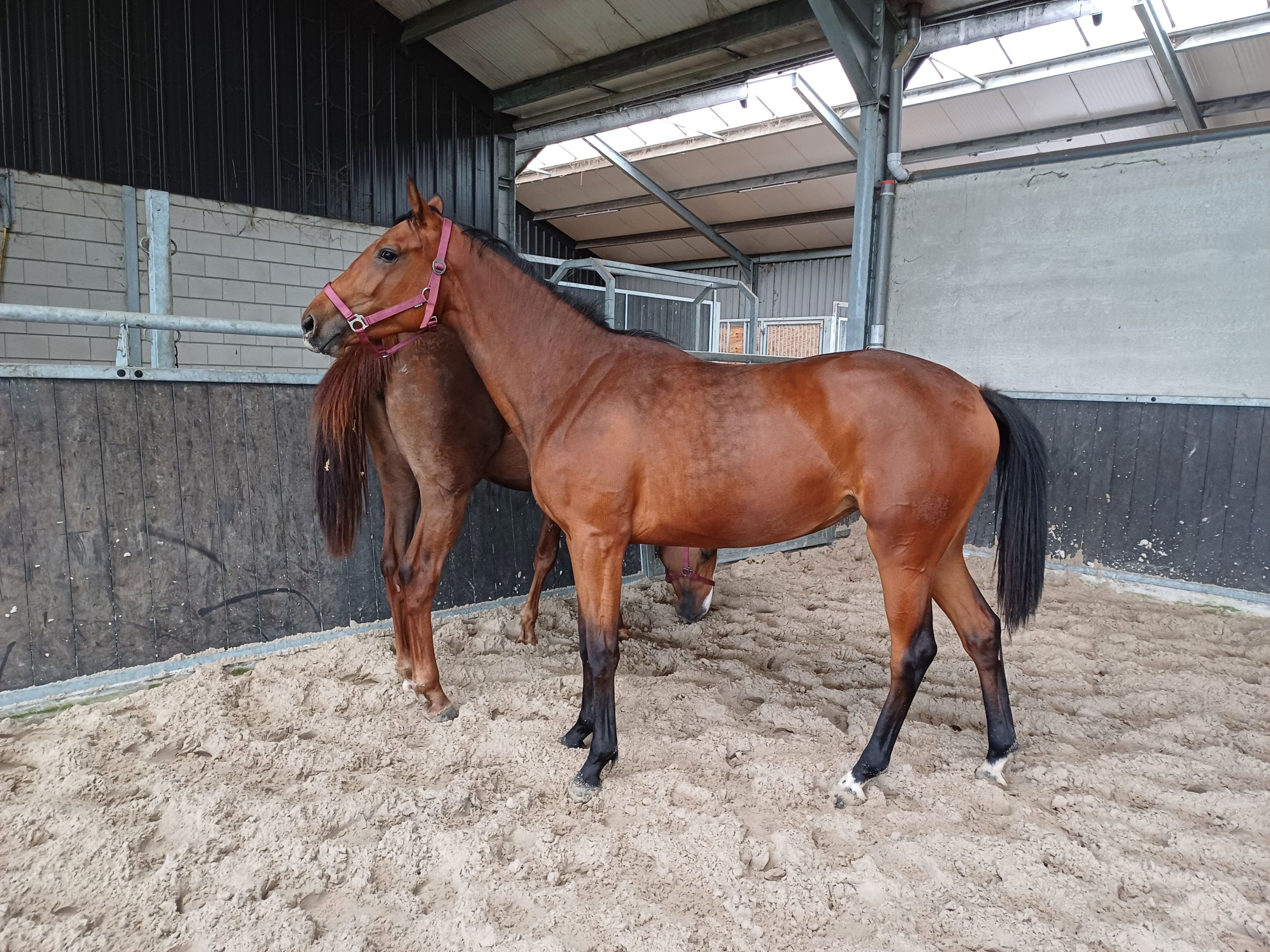 springpaard merrie 3 años en venta - Foto 2