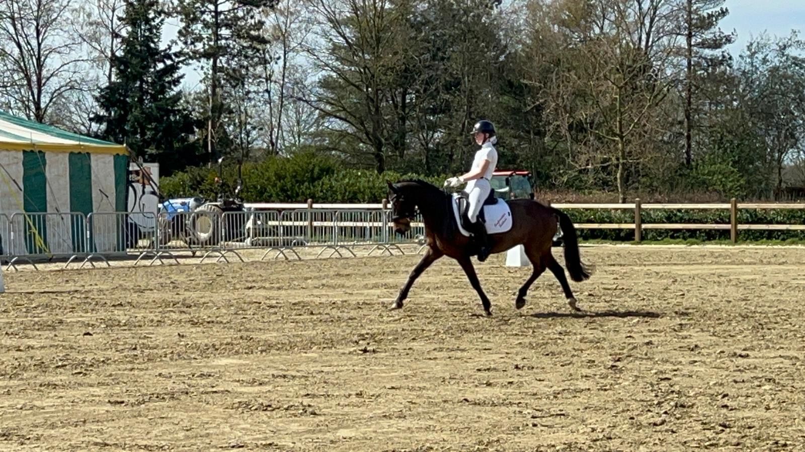 welsh allround-pony merrie 10 años donkerbruin en venta - Foto 6