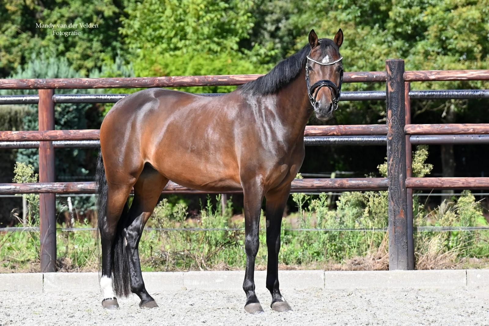 welsh allround-pony merrie 10 años donkerbruin en venta - Foto 2