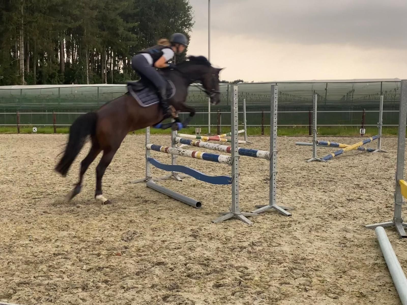 welsh allround-pony merrie 10 años donkerbruin en venta - Foto 3
