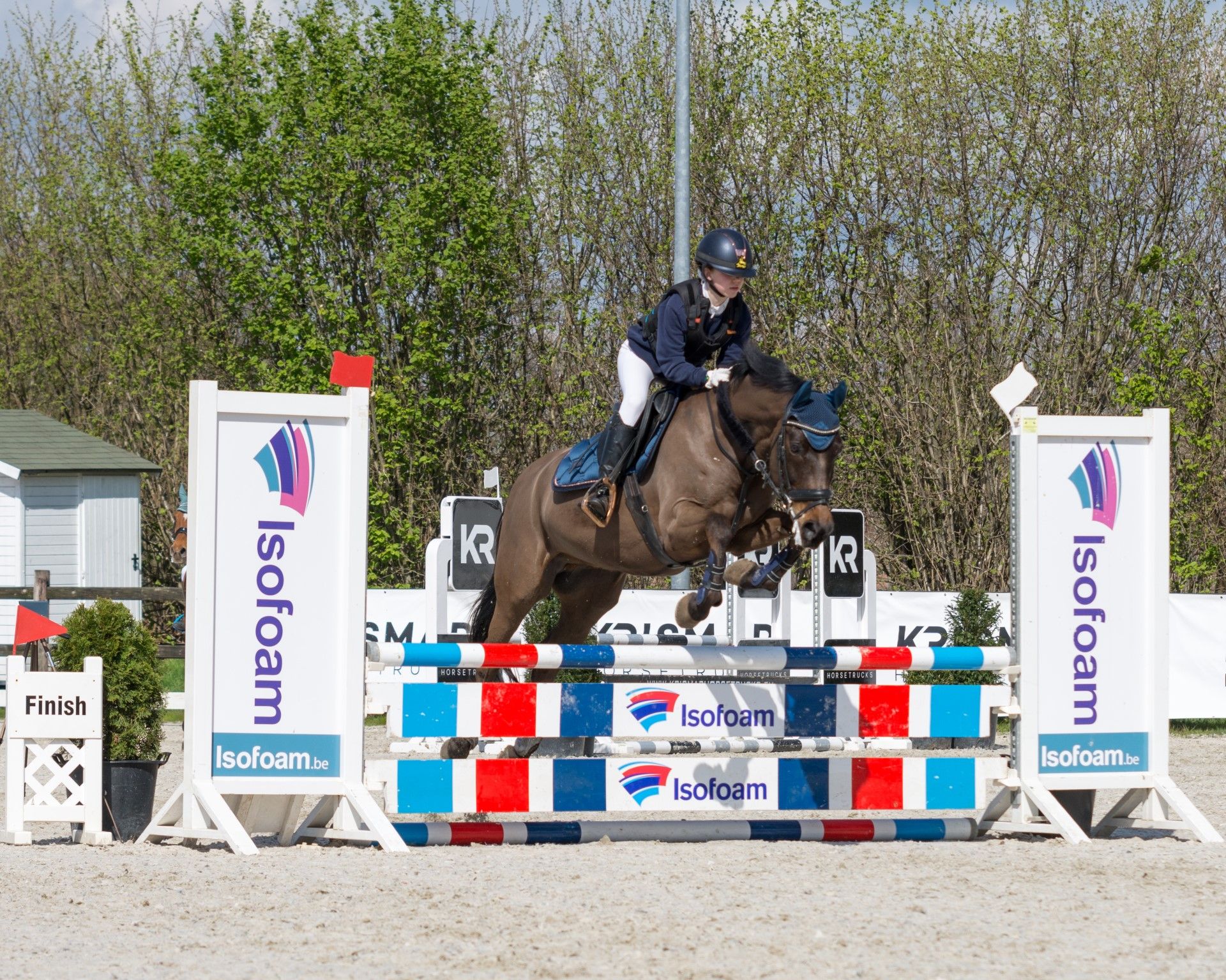 new-forest allround-pony ruin 19 år donkerbruin till salu - Foto 2