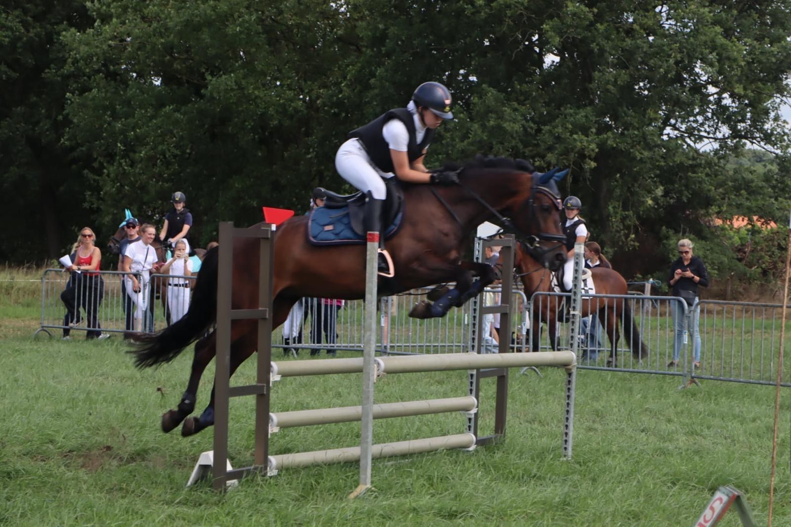 new-forest allround-pony ruin 19 år donkerbruin till salu - Foto 4