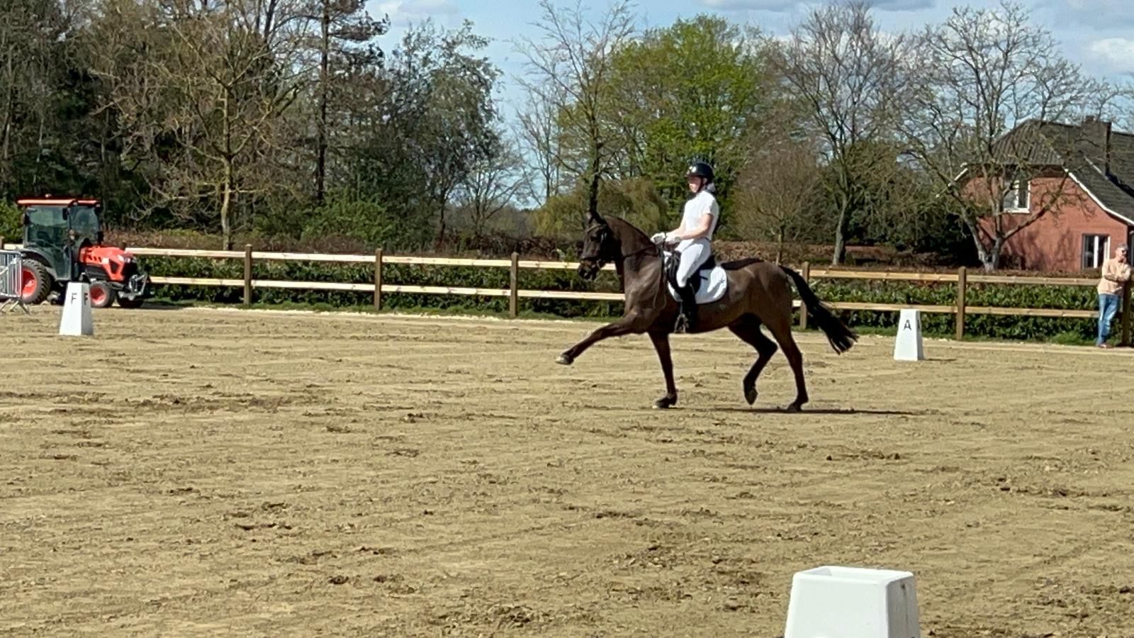 new-forest allround-pony ruin 19 år donkerbruin till salu - Foto 5