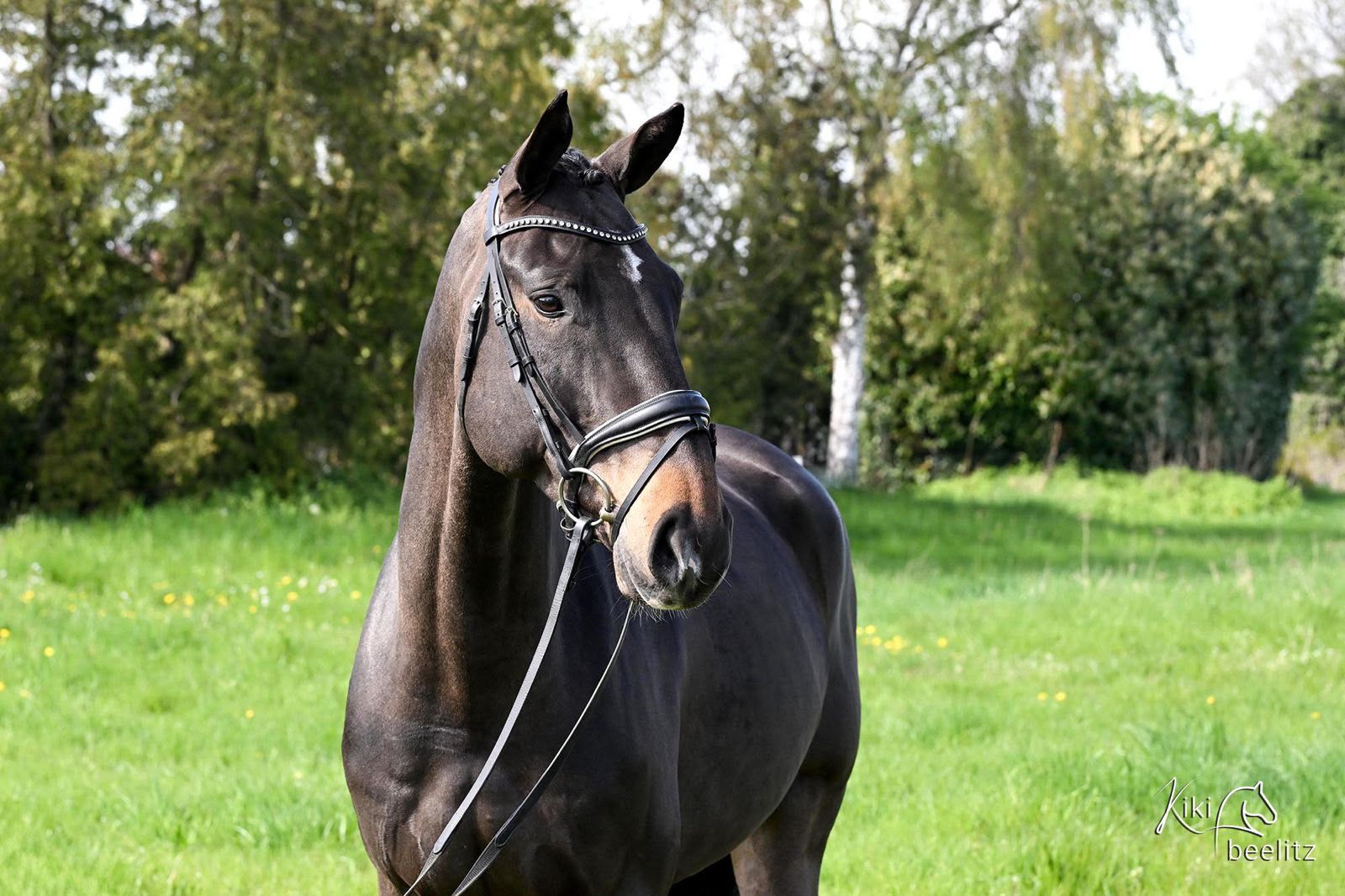 hanovarian springpaard ruin 7 let zwart na prodej - Foto 2