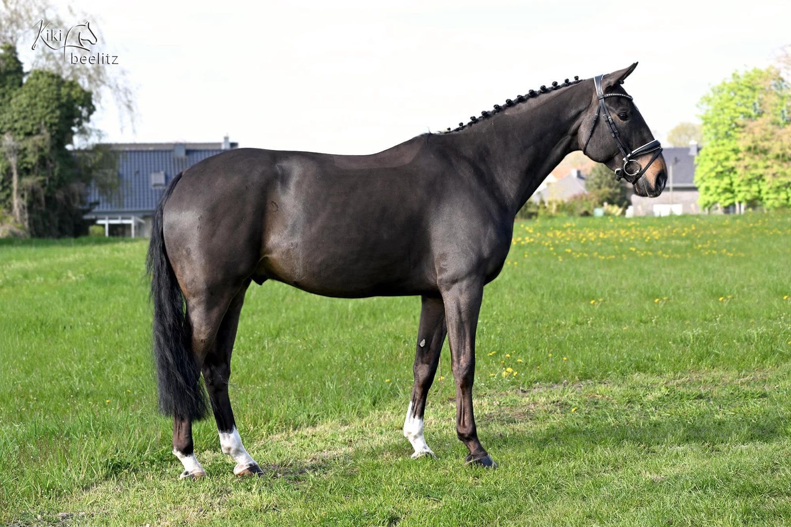 hanovarian springpaard ruin 7 let zwart na prodej - Foto 3