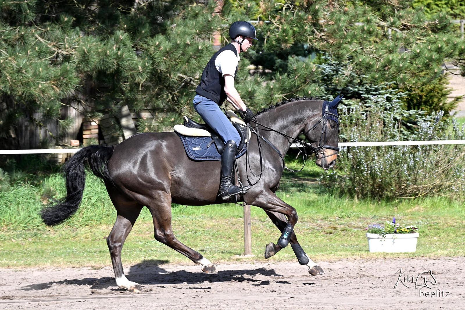 hanovarian springpaard ruin 7 let zwart na prodej - Foto 5