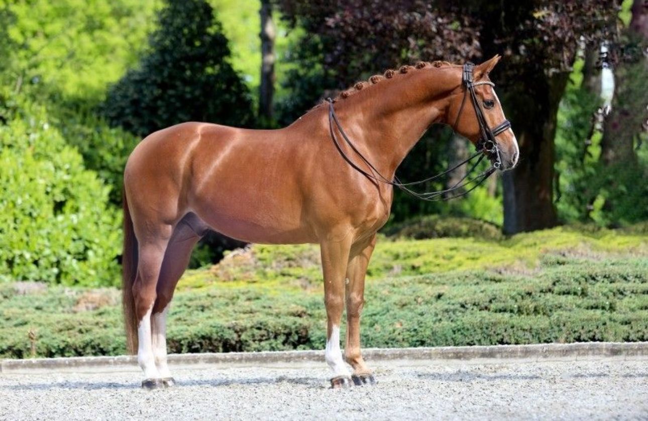kwpn dressuurpaard ruin 16 år vos till salu - Foto 2