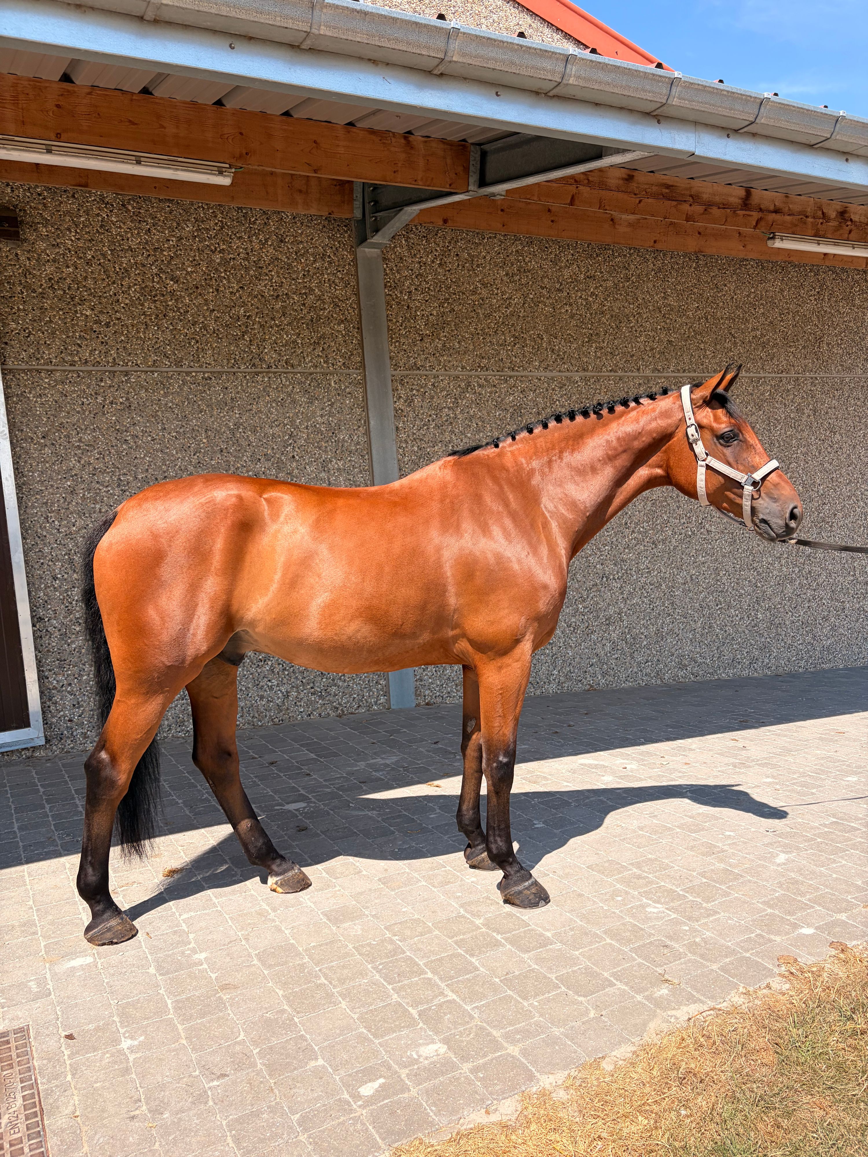 bwp springpaard ruin 10 år bruin till salu - Foto 2