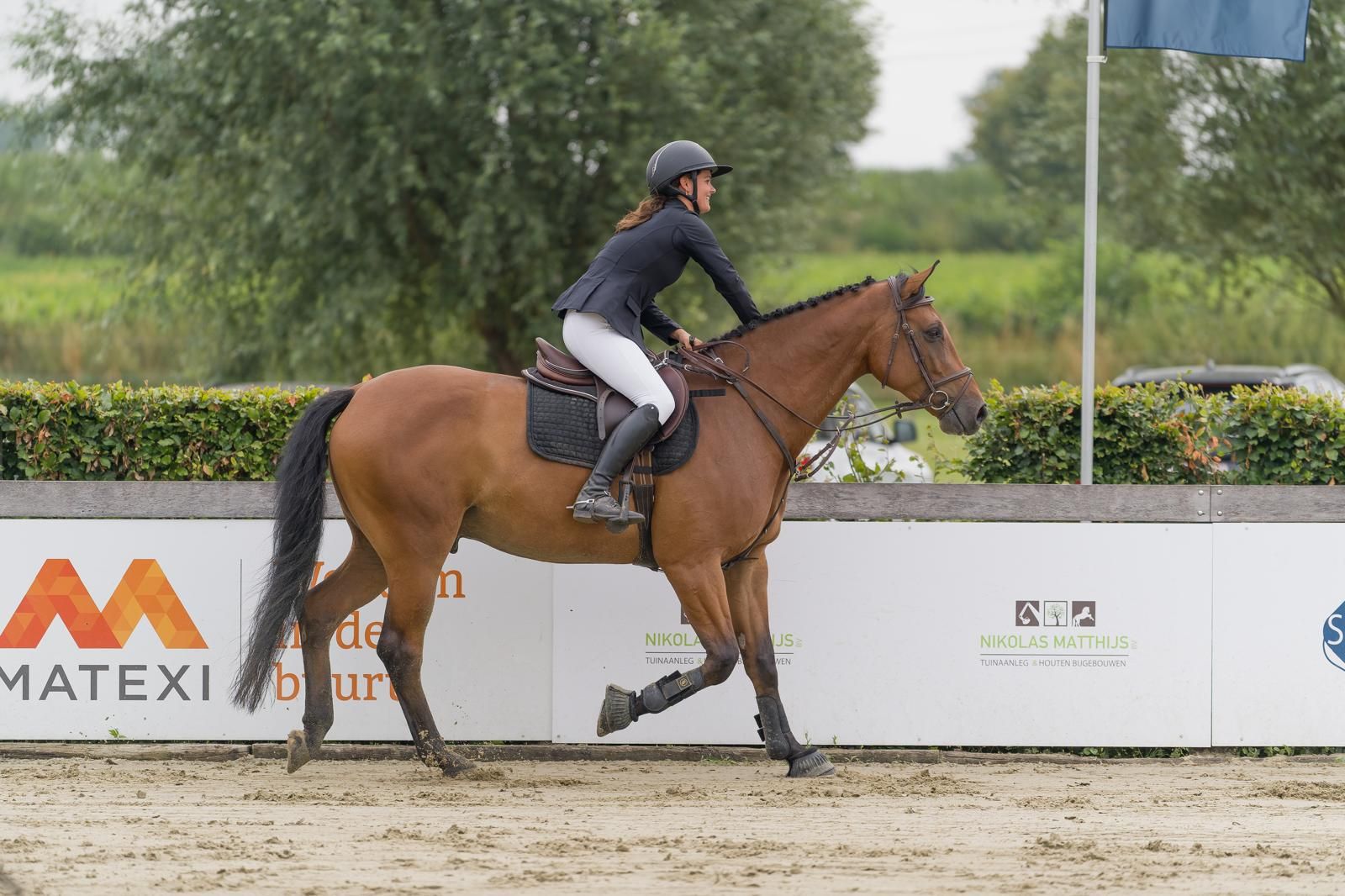 bwp springpaard ruin 10 år bruin till salu - Foto 4