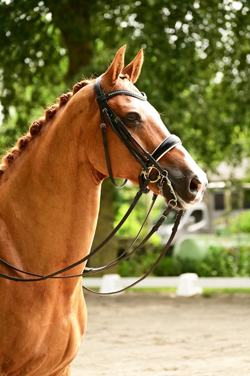 kwpn dressuurpaard ruin 16 år vos till salu - Foto 3
