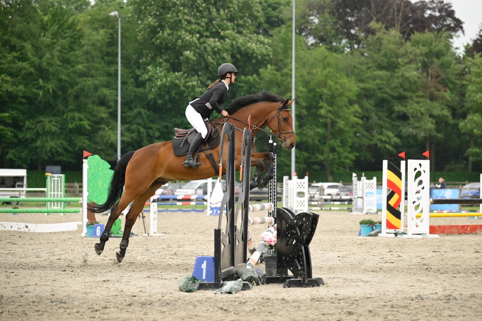 bwp springpaard ruin 10 år bruin till salu - Foto 5