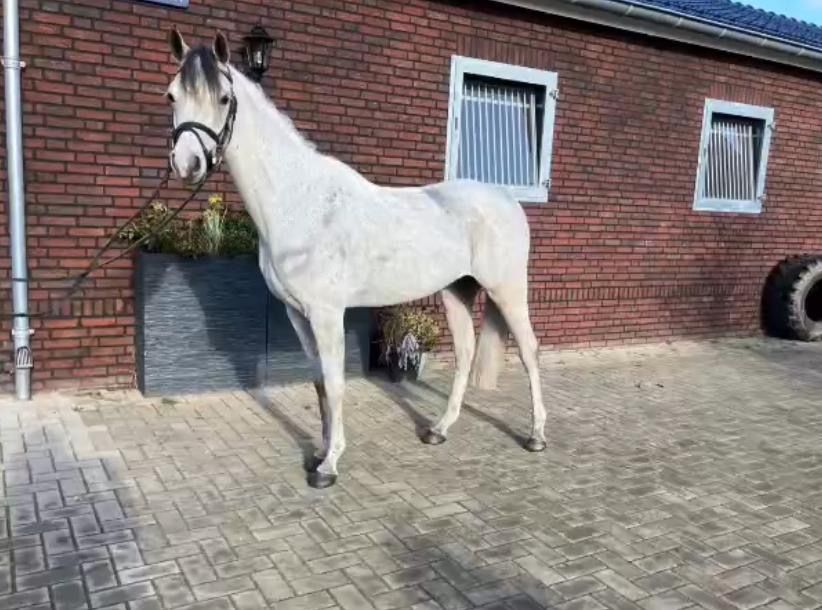 arabier allround-pony ruin 8 år schimmel till salu - Foto 2