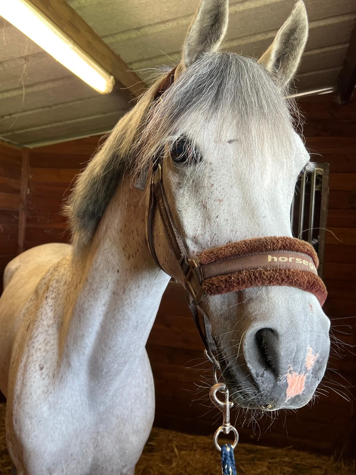 arabier allround-pony ruin 8 år schimmel till salu - Foto 3