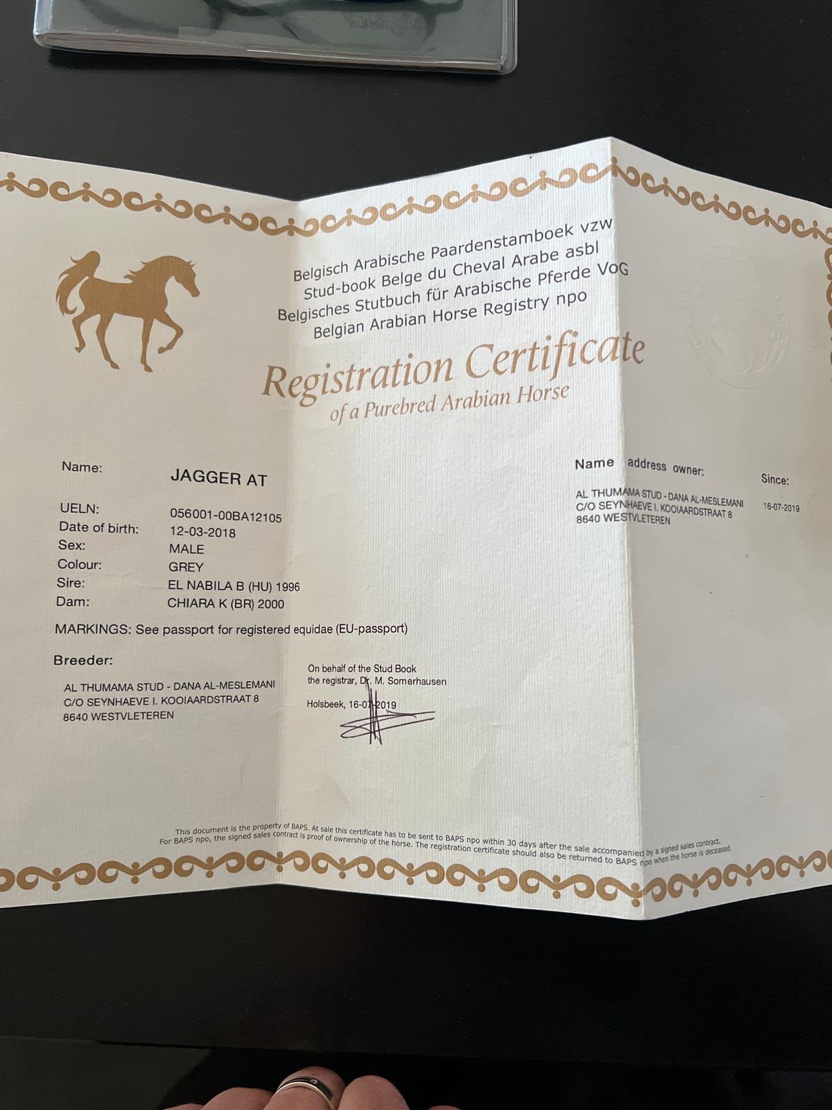 arabier allround-pony ruin 8 år schimmel till salu - Foto 4